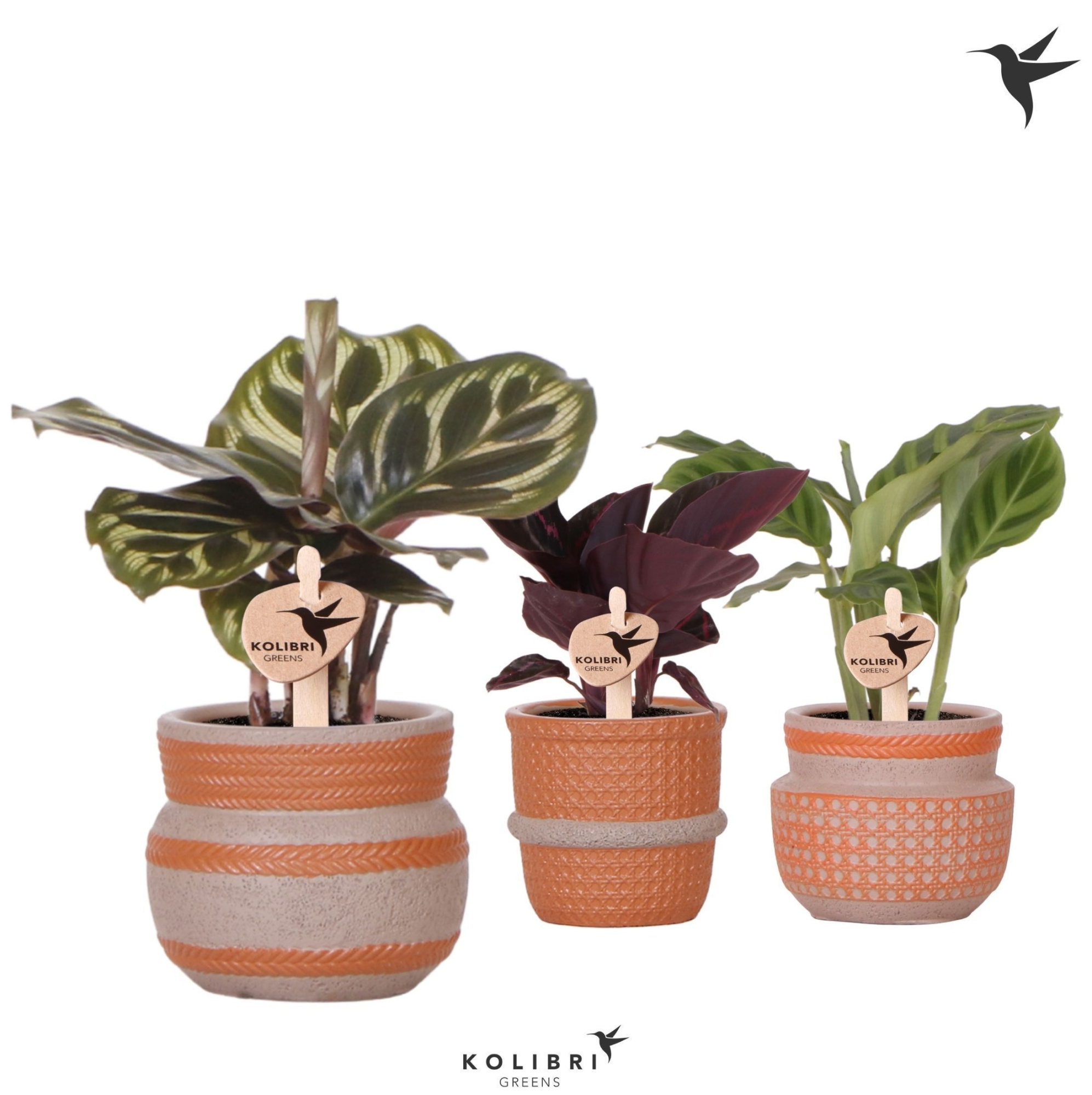 Kolibri Greens Calathea mix in Ethnic pot terracotta mix, D 6 cm