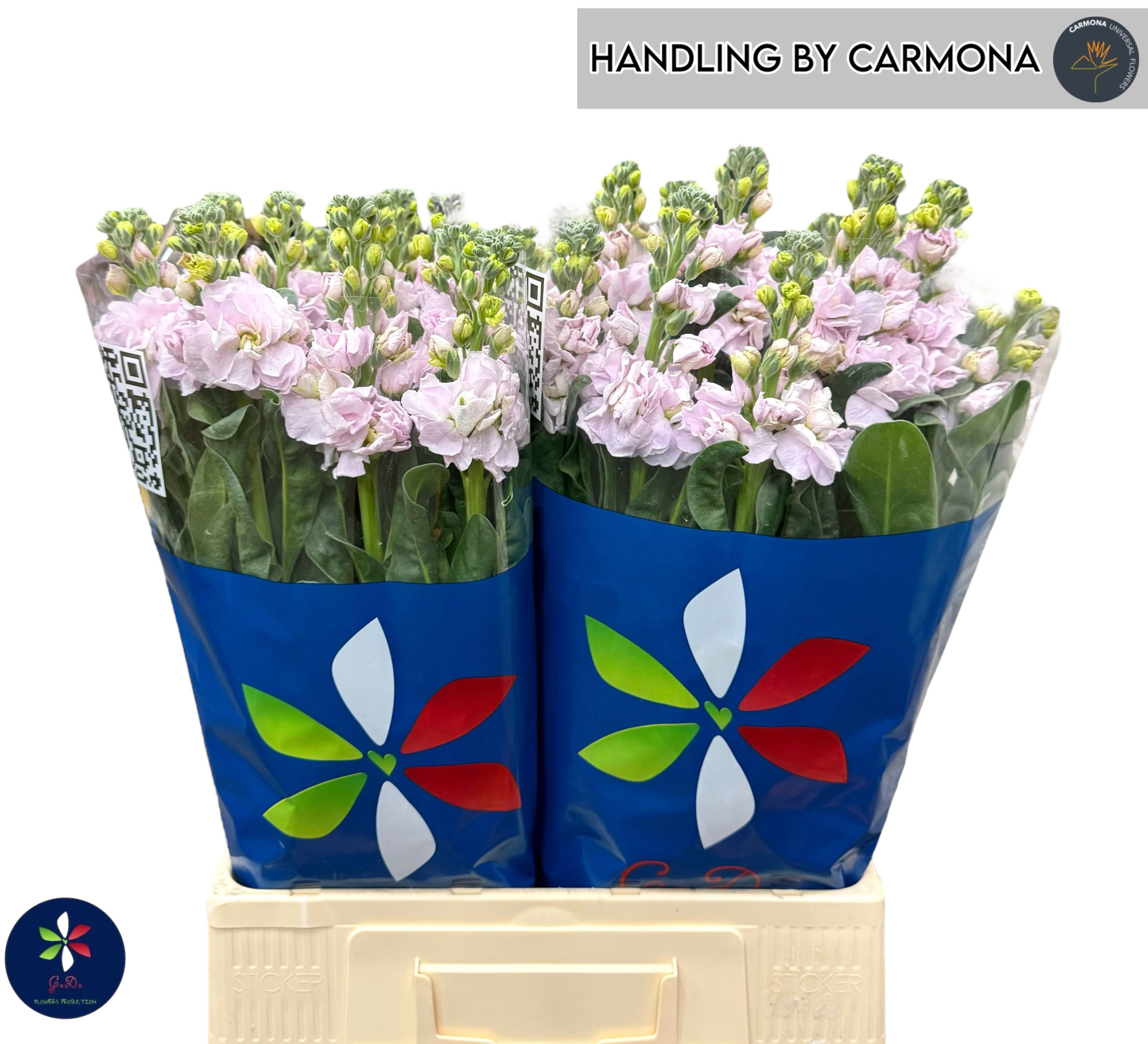 Маттиола од. Айрон Черри Блоссом 70, шт.