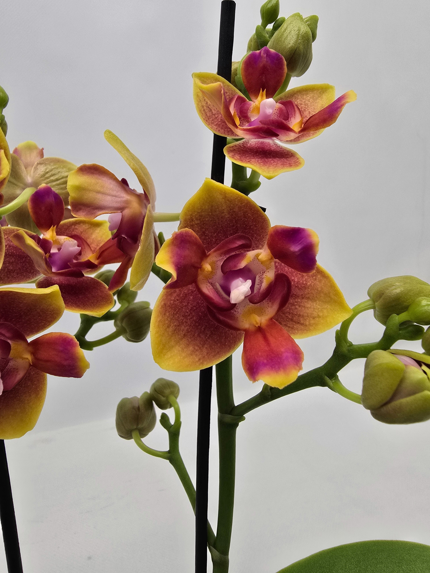 Limited 07 week 43, D 12 cm