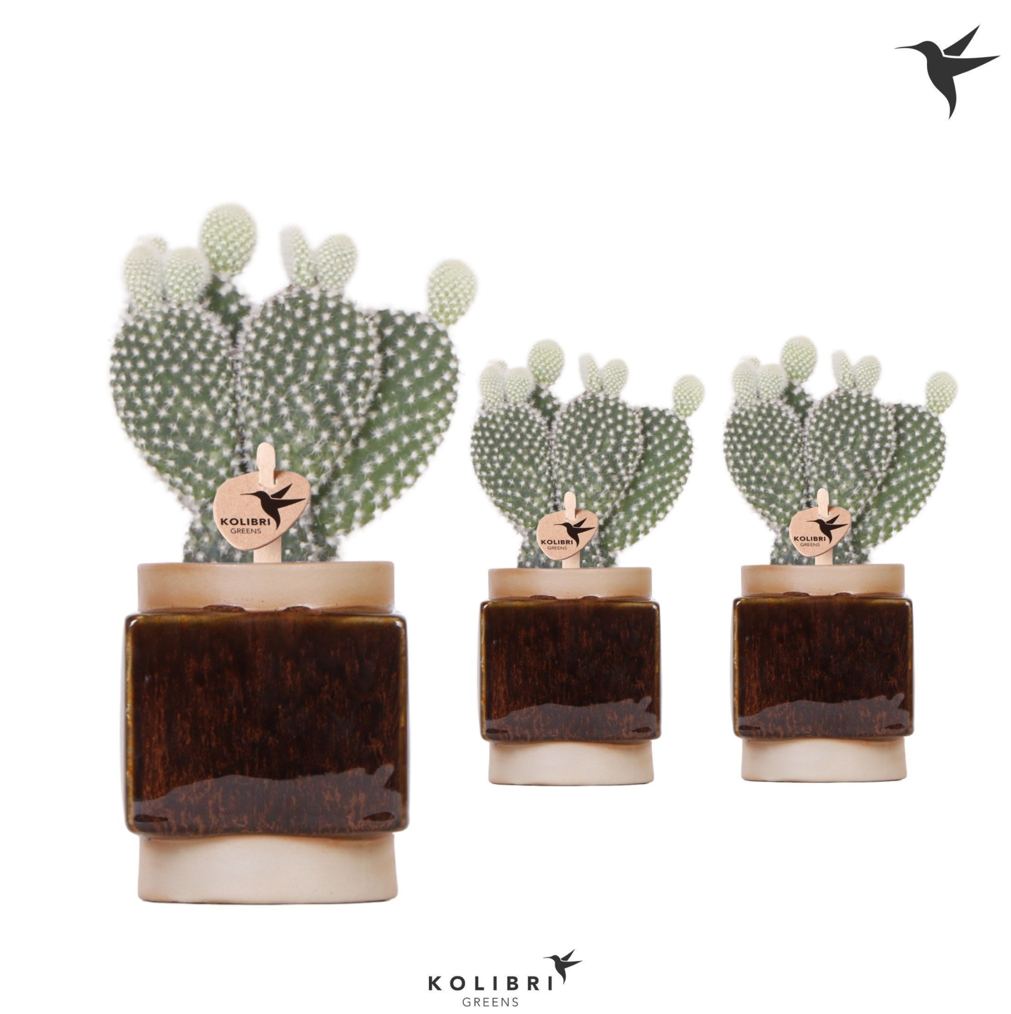 Kolibri Greens Opuntia white in Classy Cube pot, D 6 cm