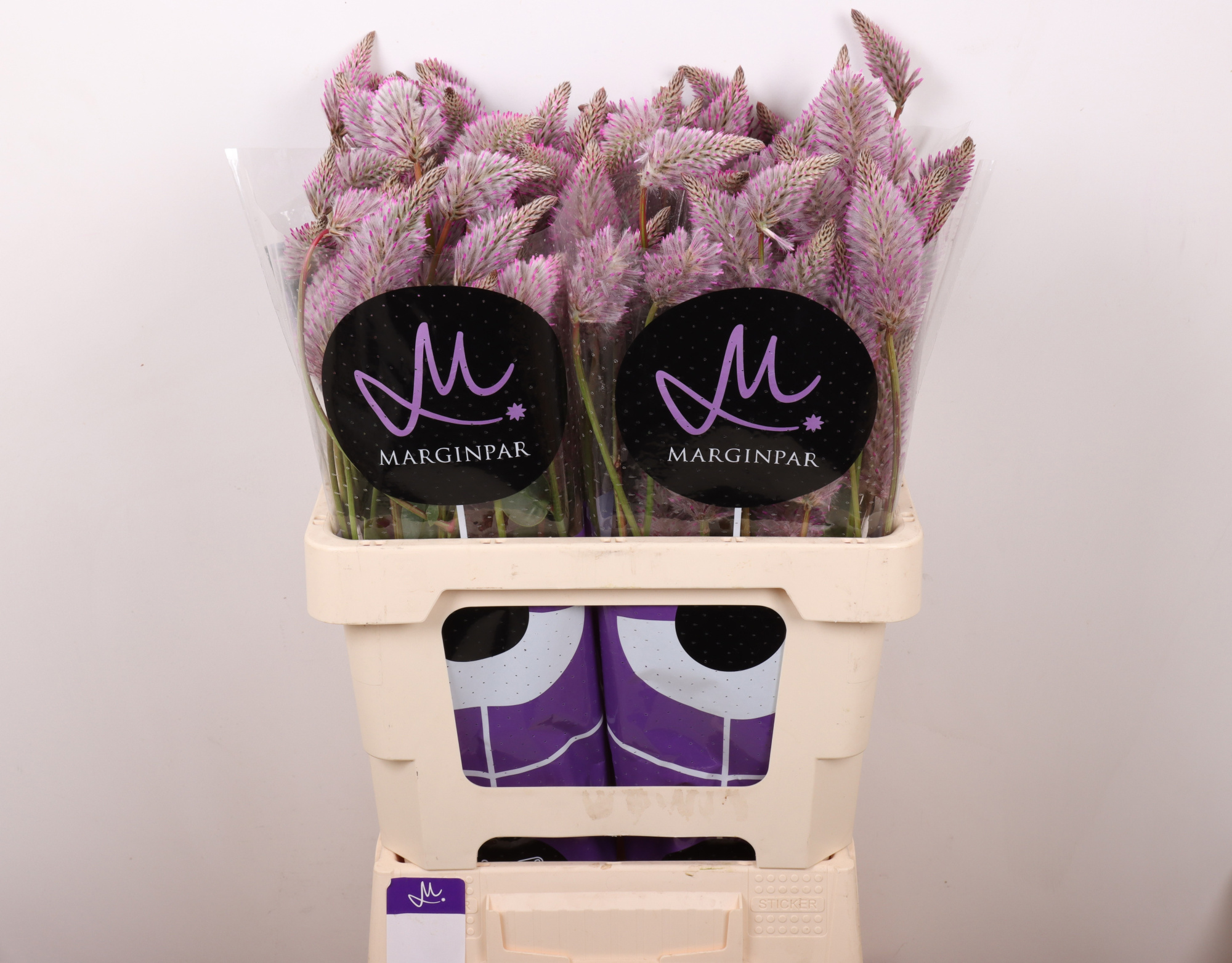 Птилотус Матильда 60 (фиолет.), шт.