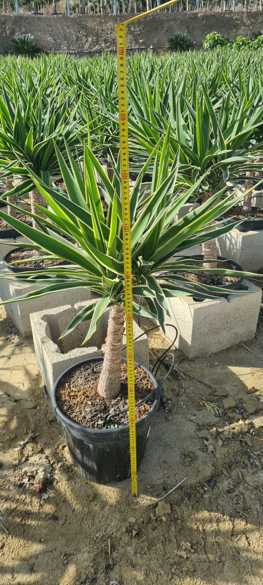 Yucca elephantipes "Puck" 12L, D 28