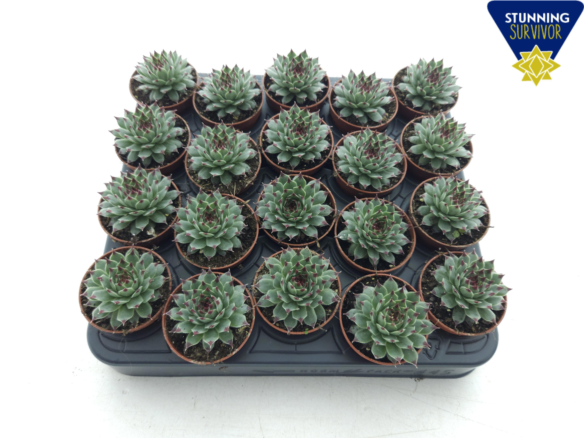 Sempervivum tectorum, D 5,5 cm