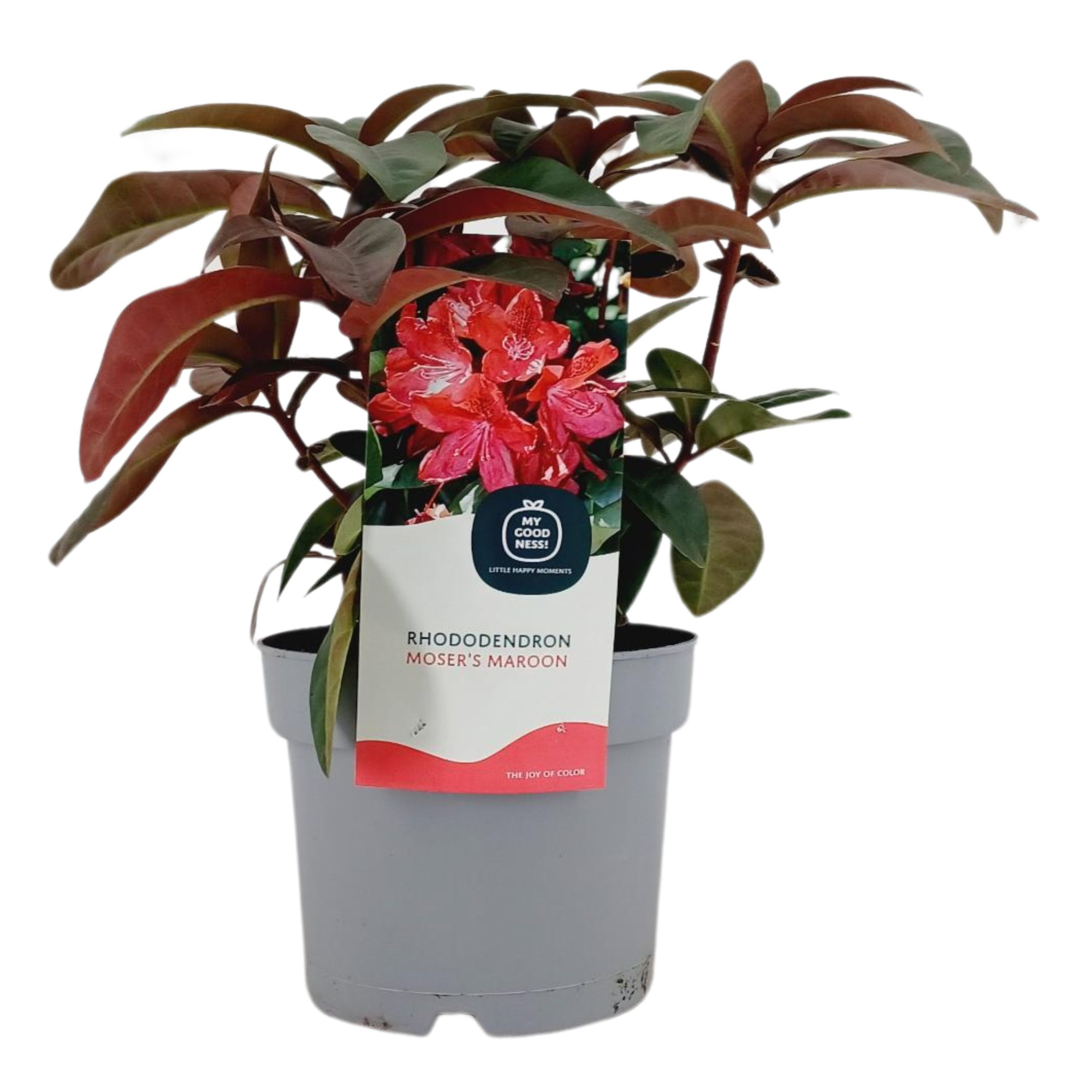 Rhododendron 30-35 /2 liter 'Moser's Maroon', D 17
