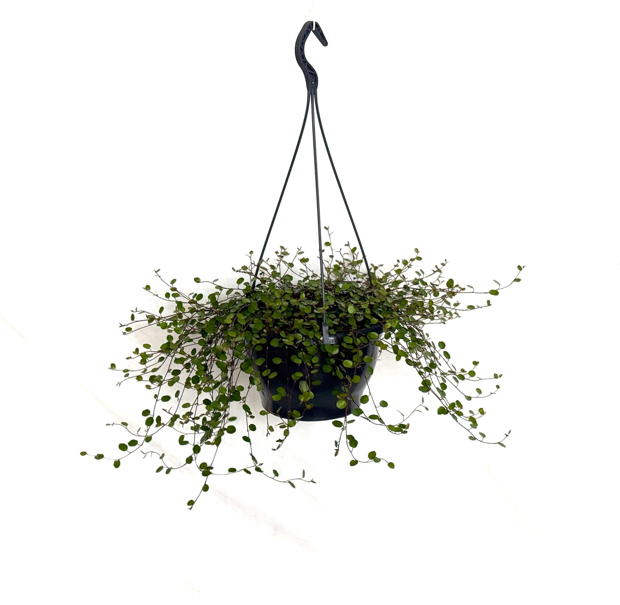 Muehlenbeckia Maori, D 21 cm