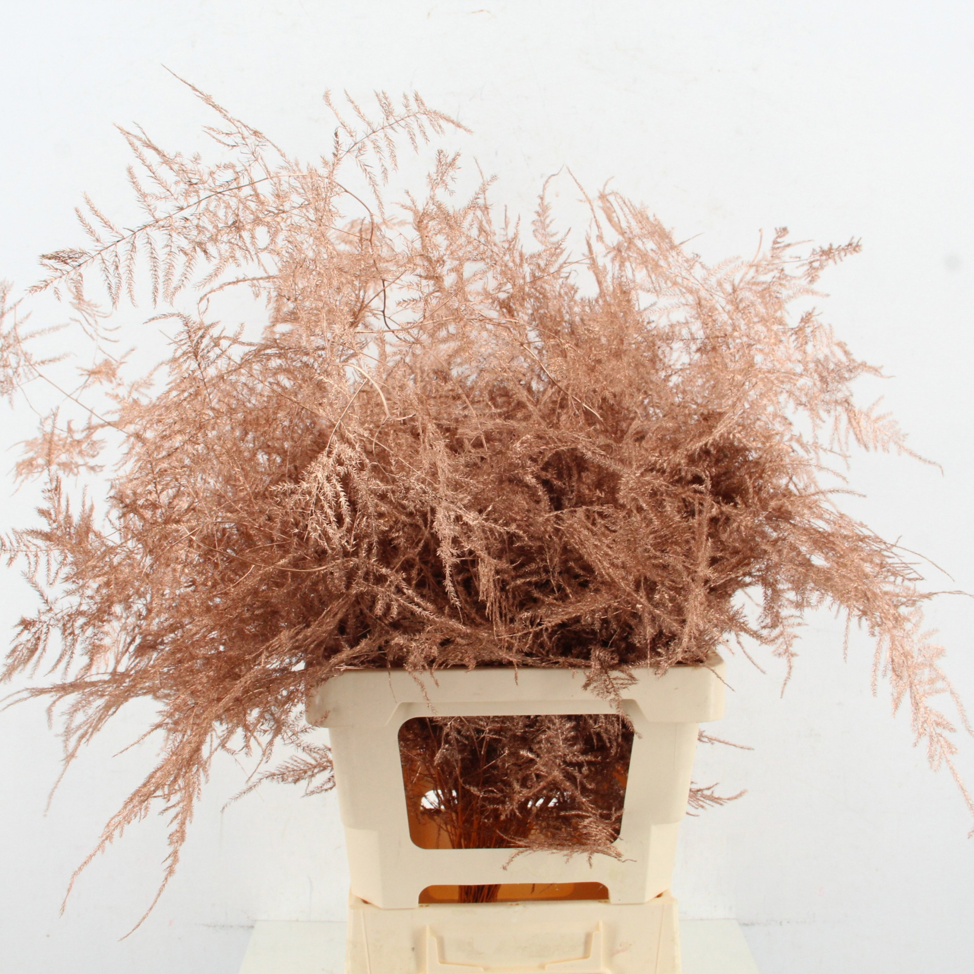 Аспарагус Овериг Крашеный (краш. ) 60, шт.