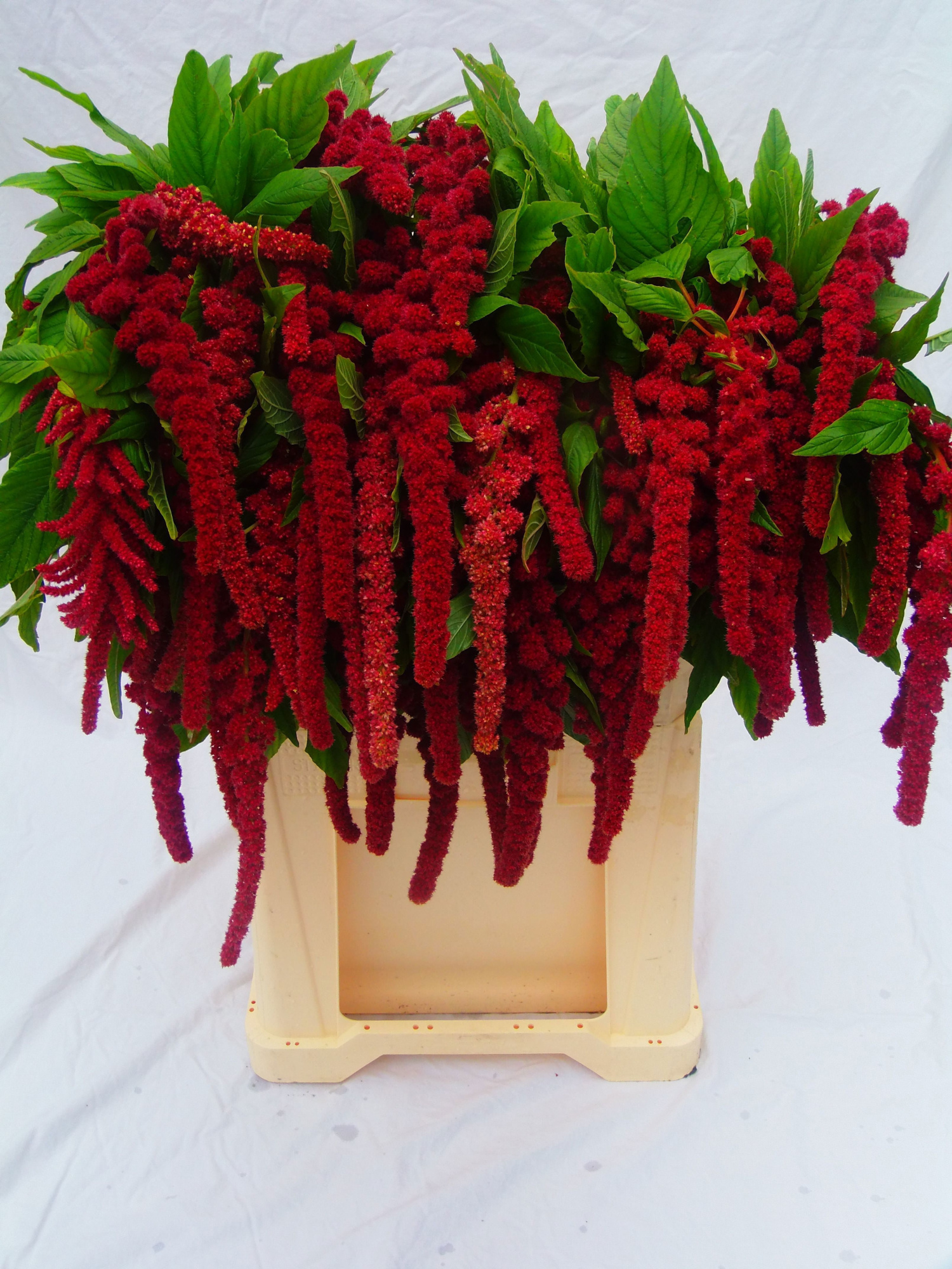 Амарантус Розари 75, шт.