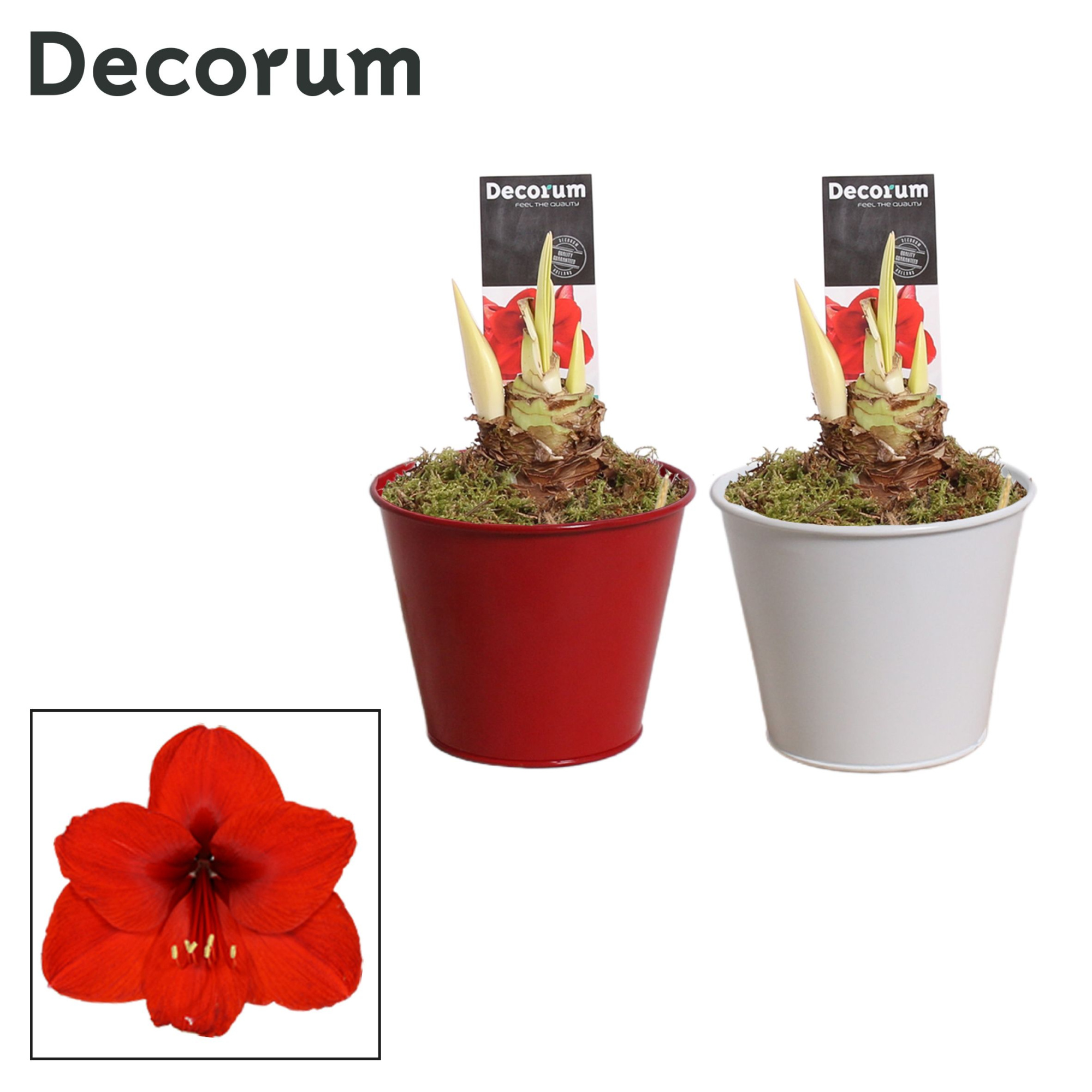 Amaryllis Rood 2 Knop in Ompot Zara LOVE (Decorum), D 12 cm