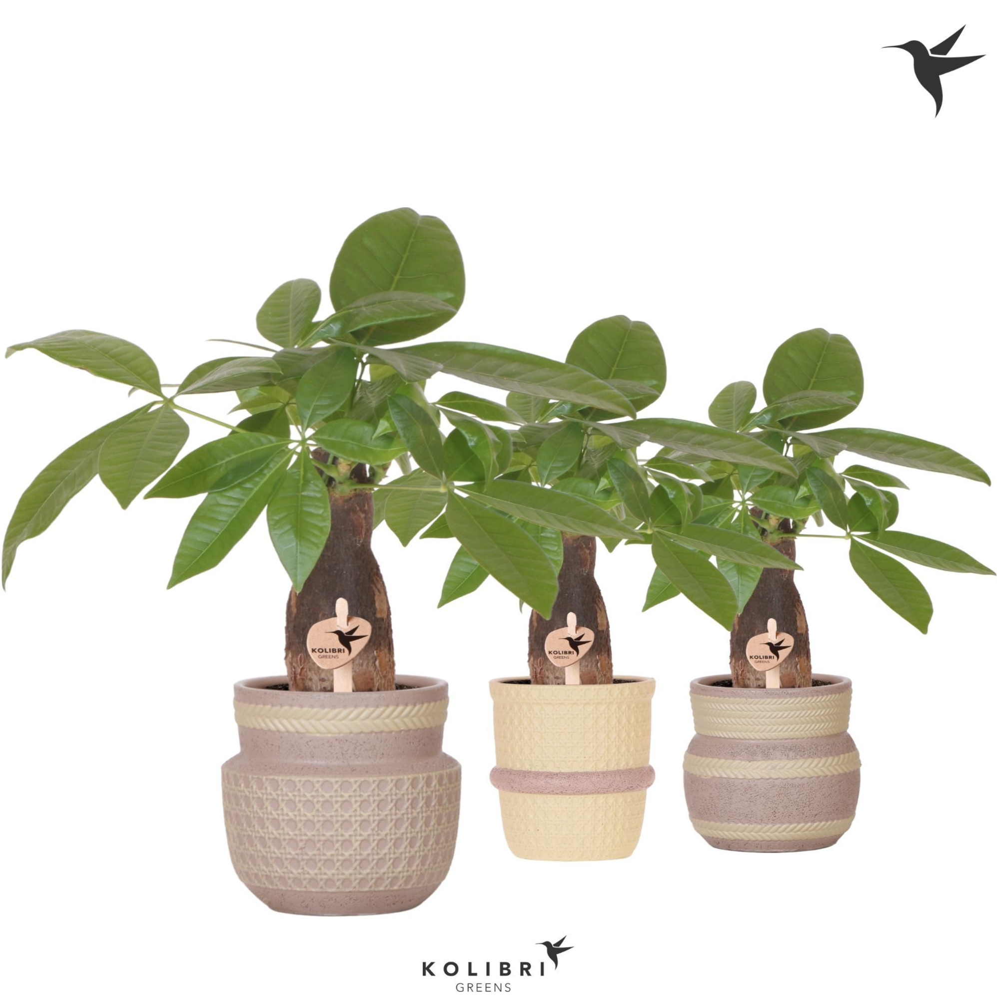 Kolibri Greens Pachira in Ethnic pot khaki mix, D 9 cm