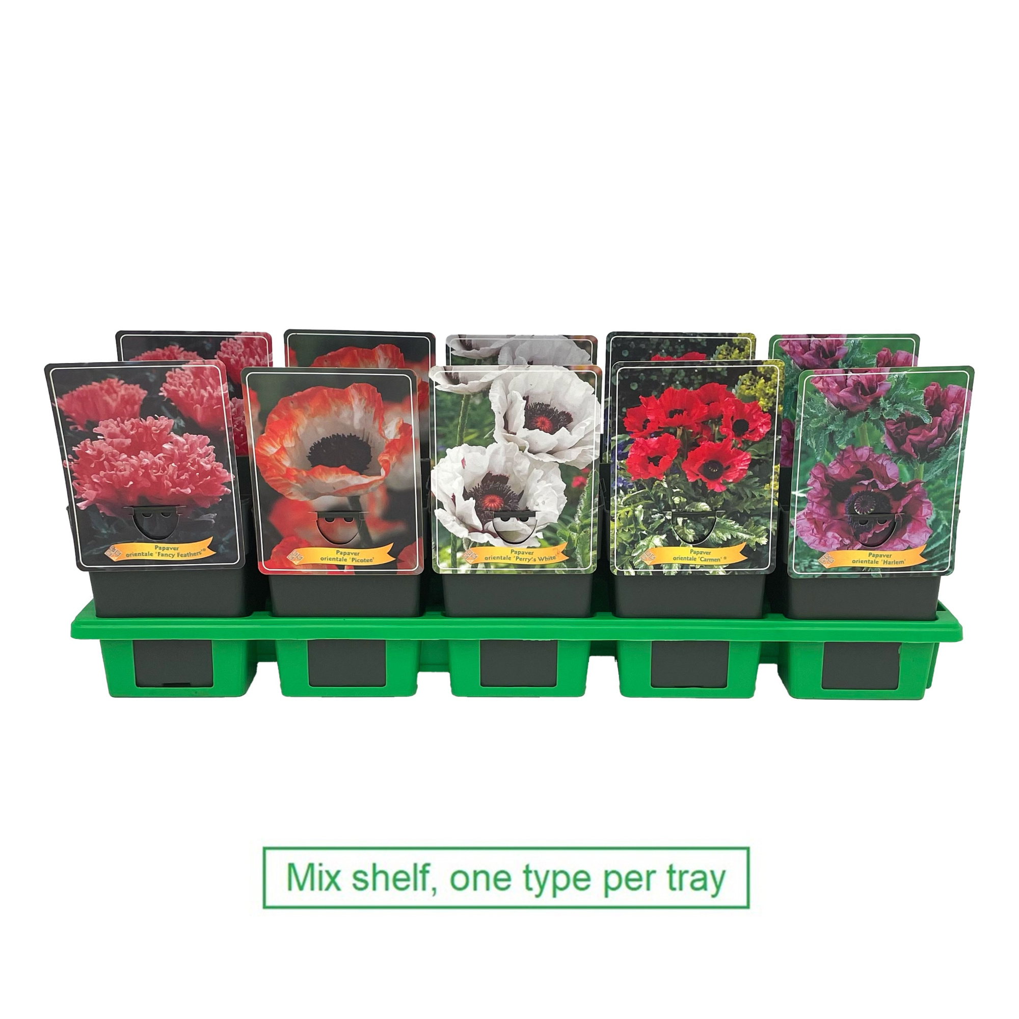 Papaver mix 6x10 srt. per laag P11, D 11 cm