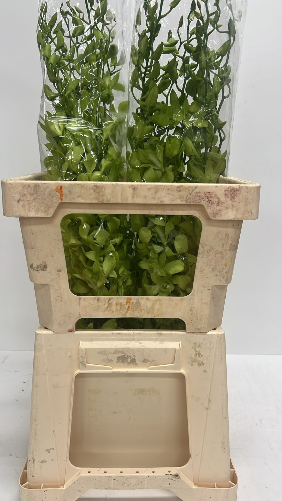 Дендробиум Бура Джейд Джейд, шт.