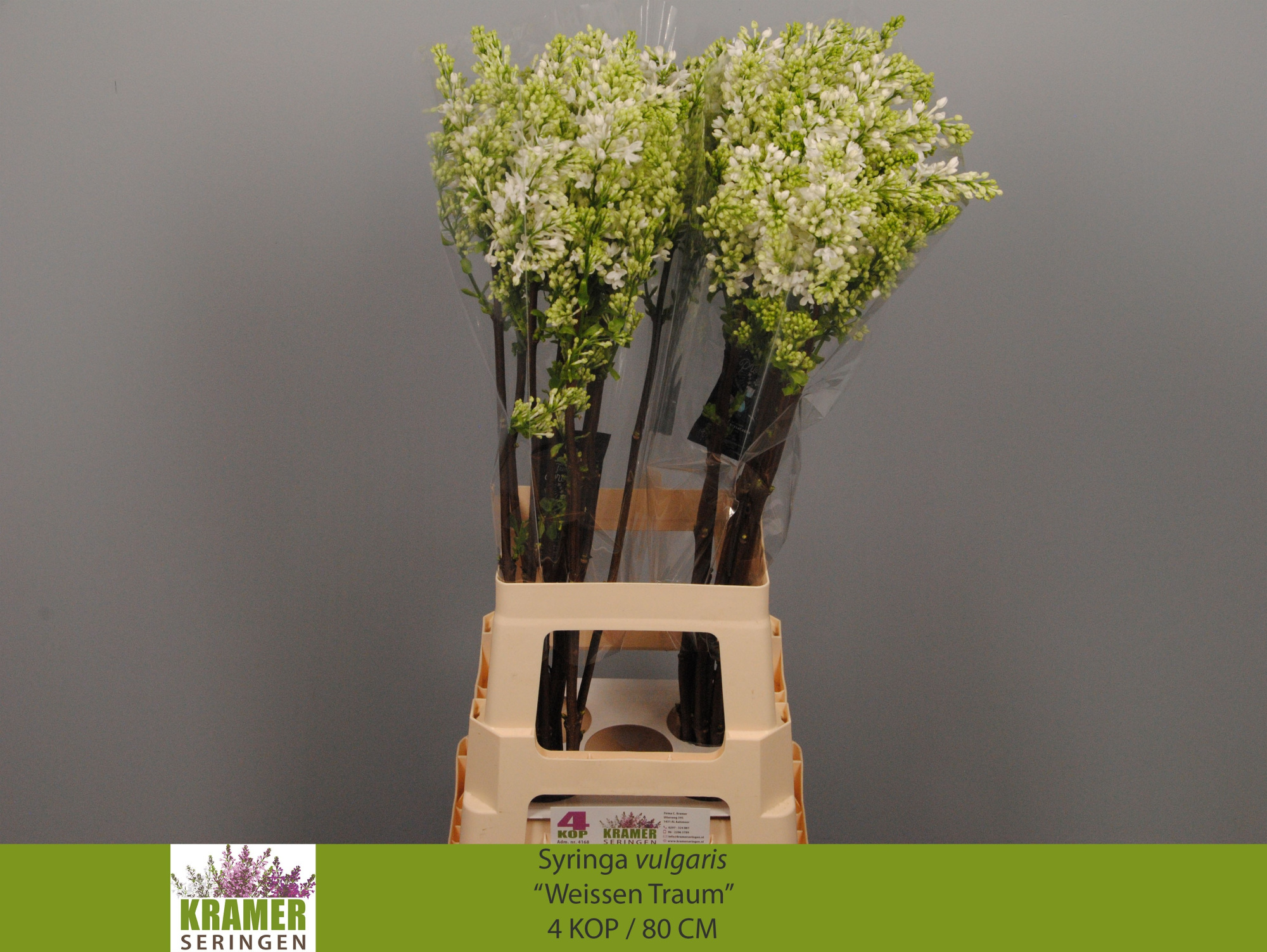 Сирень Энглер Вайс 80 (бел.), шт.