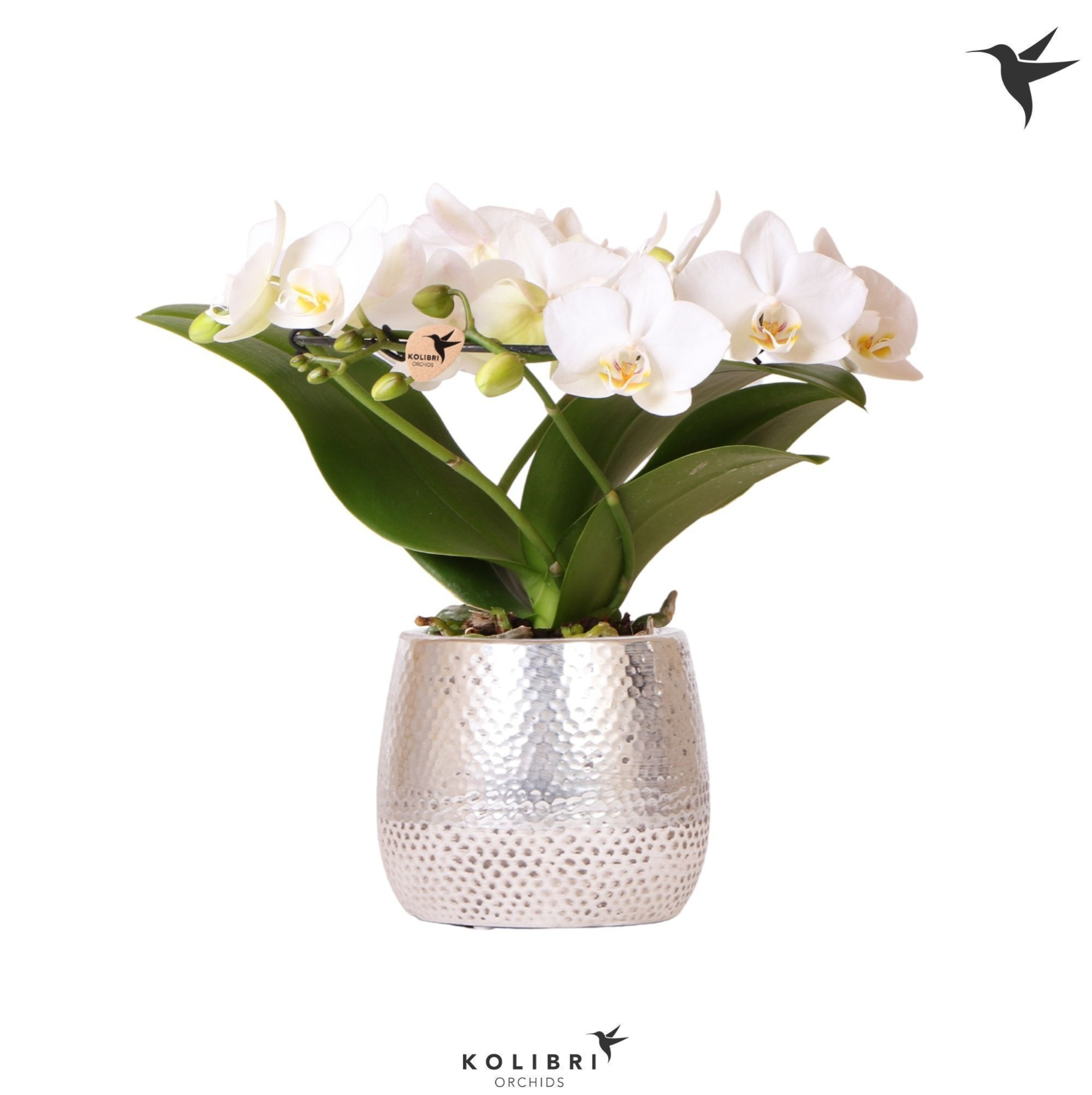 Kolibri Orchids Phalaenopsis Halo white in Elite pot silver, D 9 cm