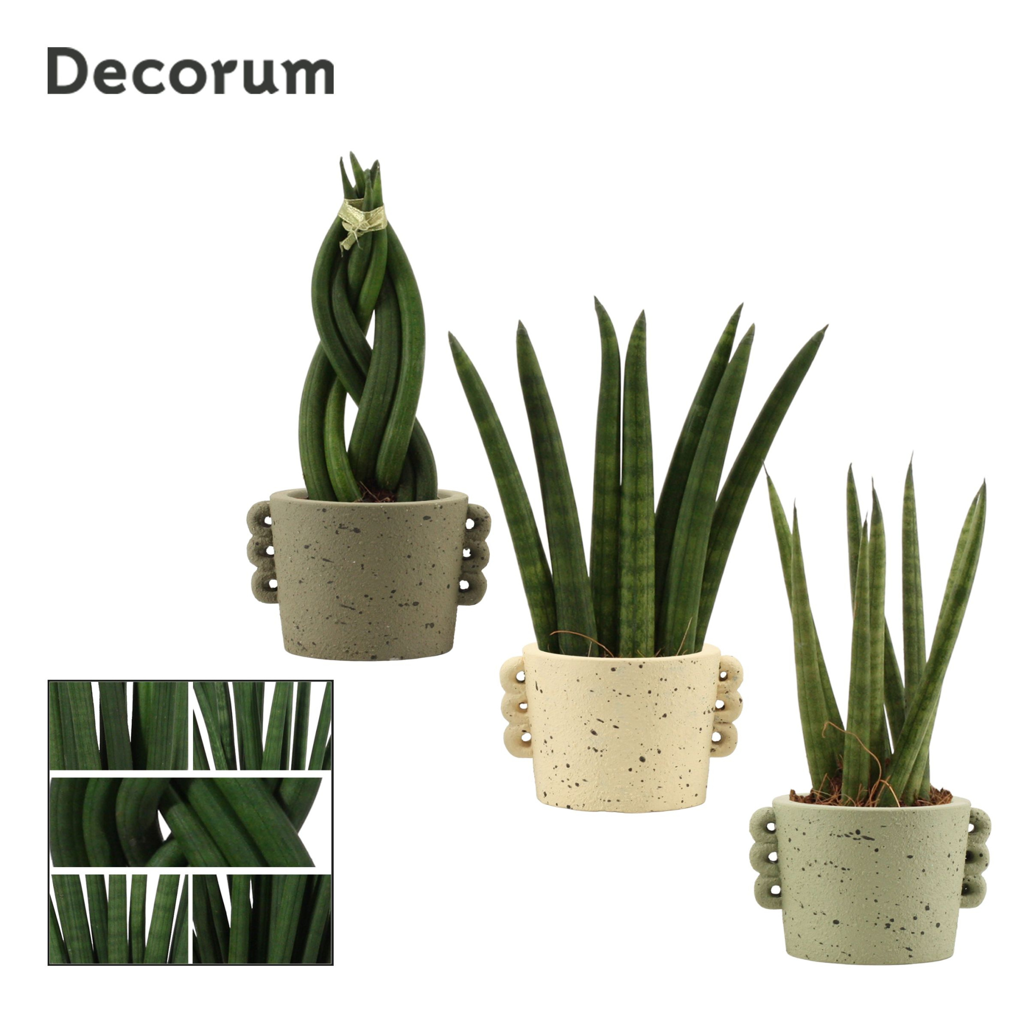Sansevieria Cylindrica 6 cm Mix in Dione (Nature world-collectio, D 6