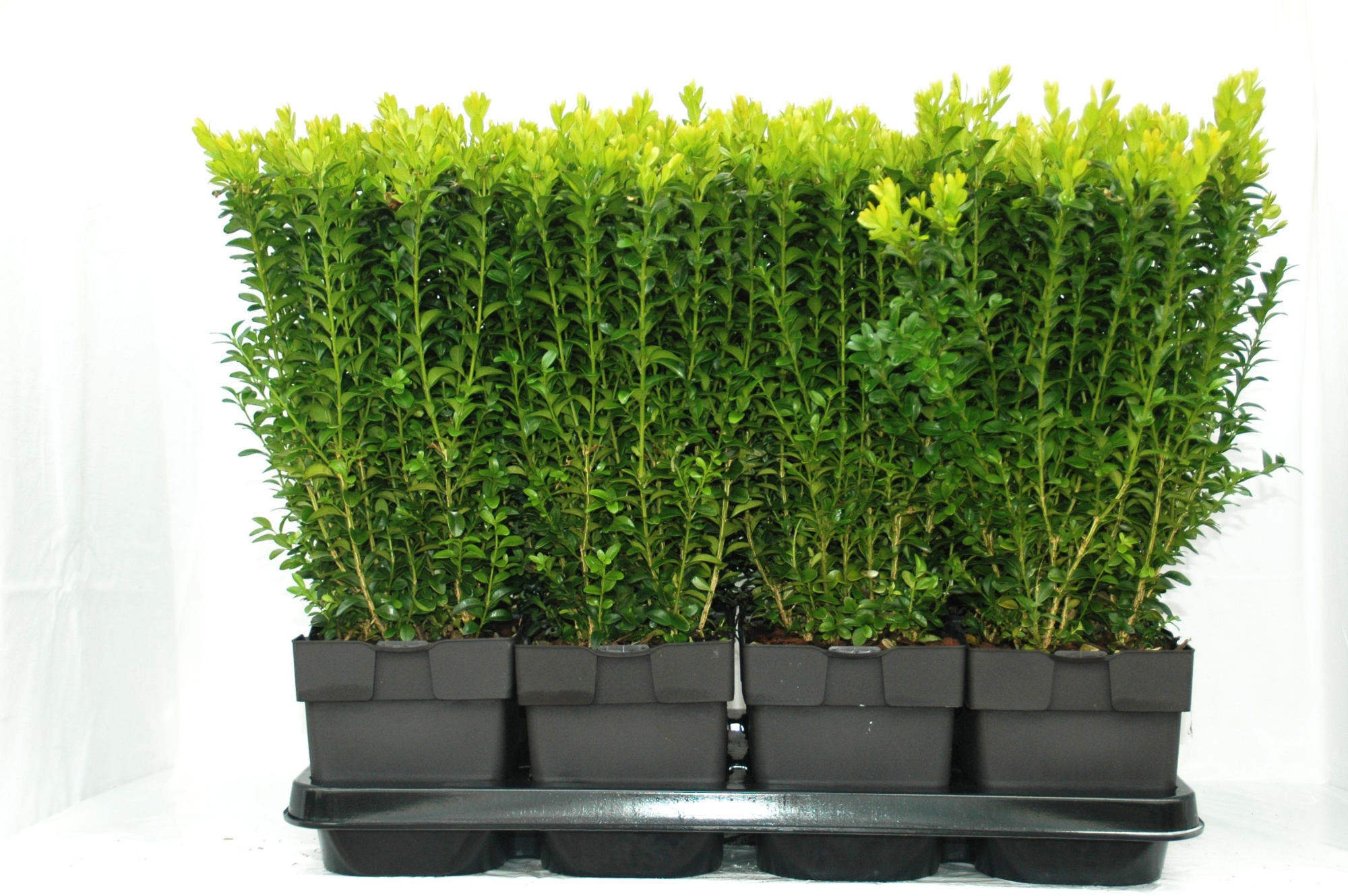 Buxus sempervirens P17, D 17 cm