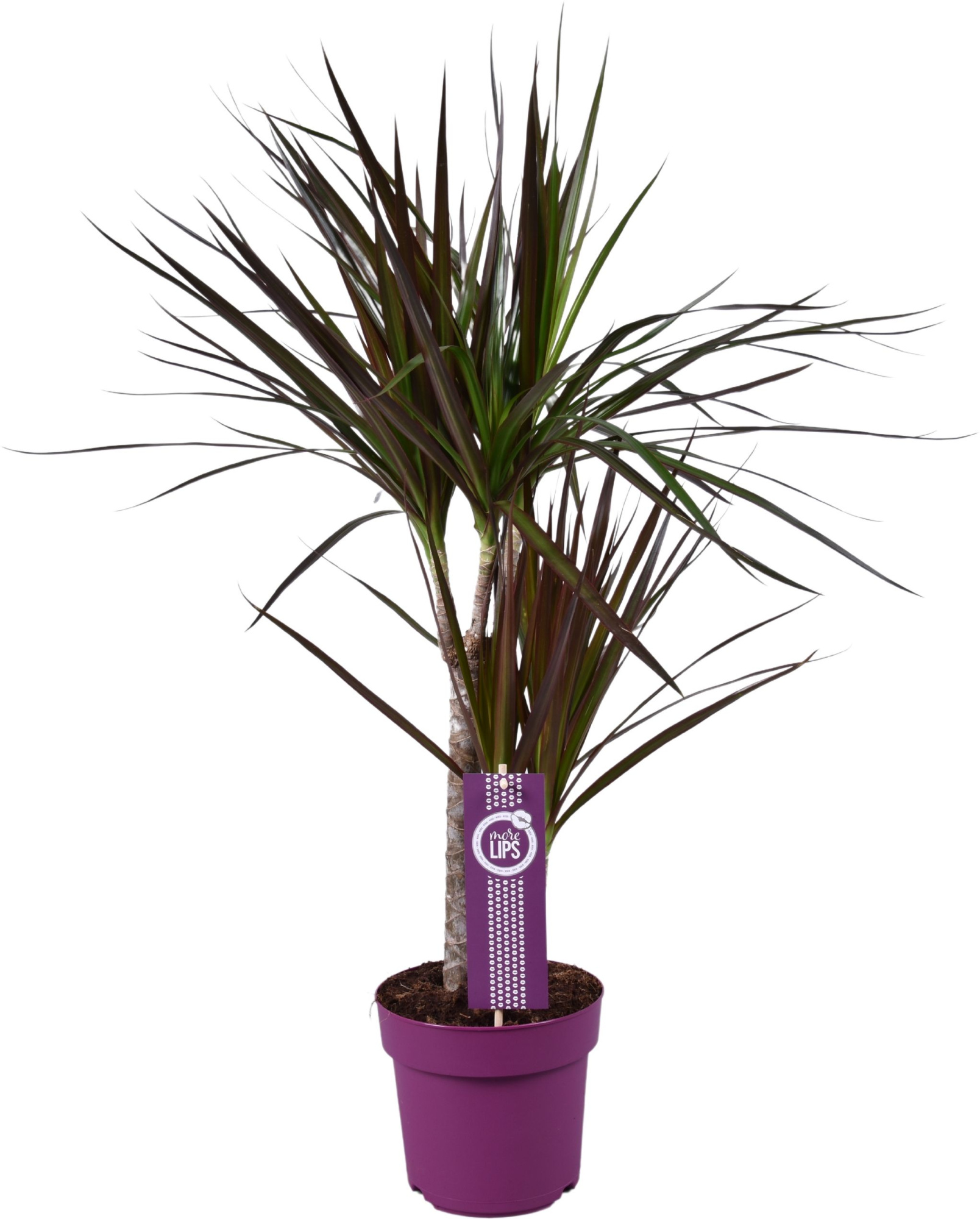 Dracaena Magenta 30-15 MoreLips, D 17 cm