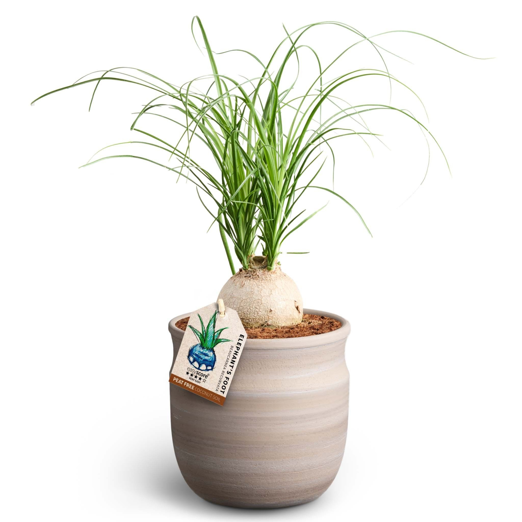 Maceta Sand, Beaucarnea Nolina, D 12