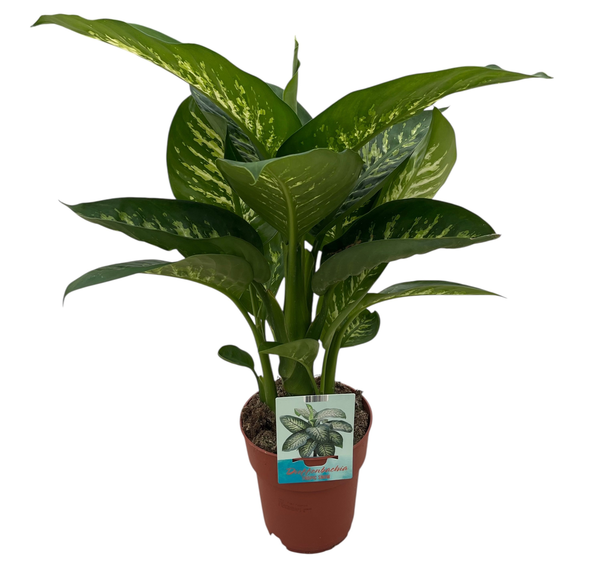 Dieffenbachia Tropic Snow, D 19 cm