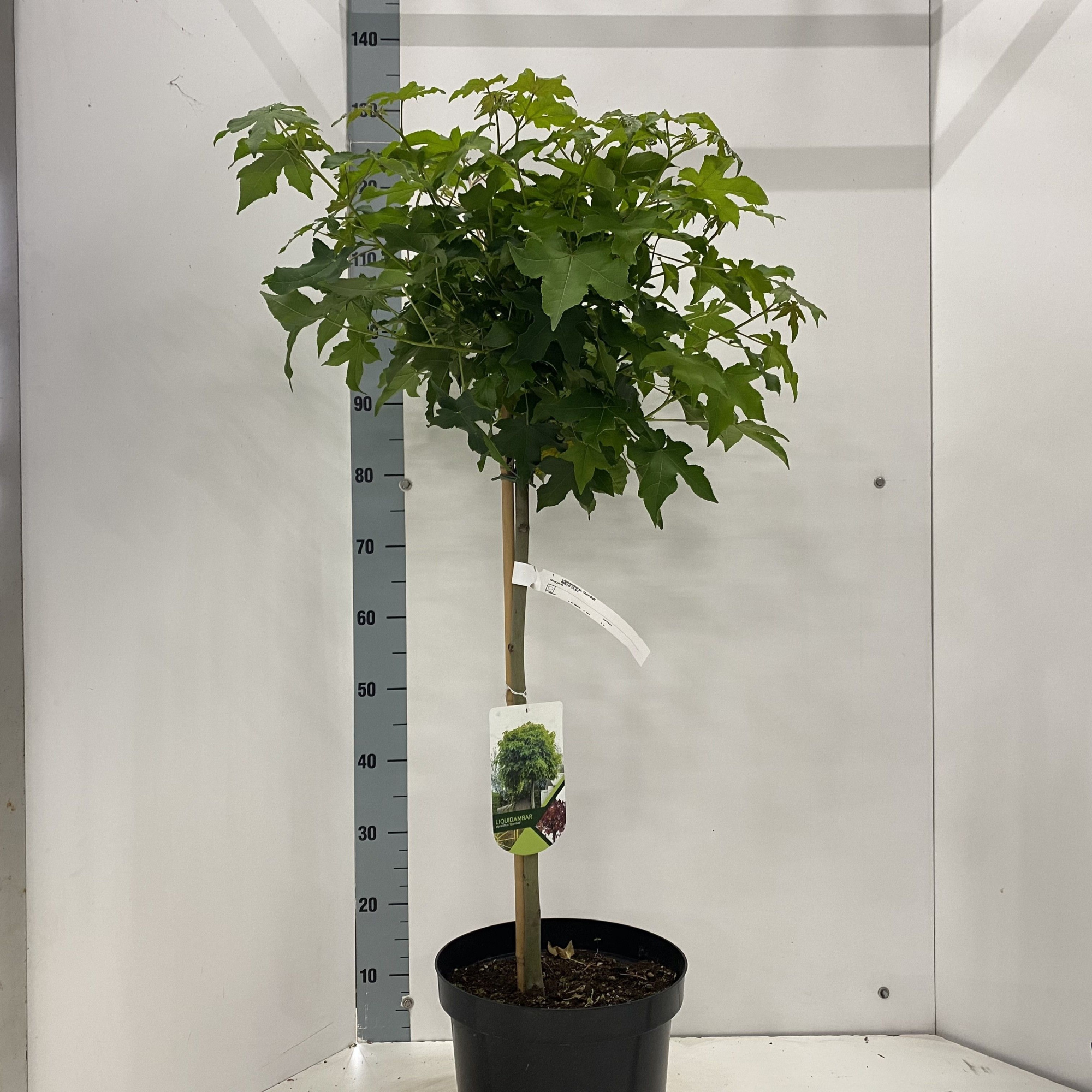 Liquidambar styr. 'Gumball' -- stam 60 cm, D 29 cm