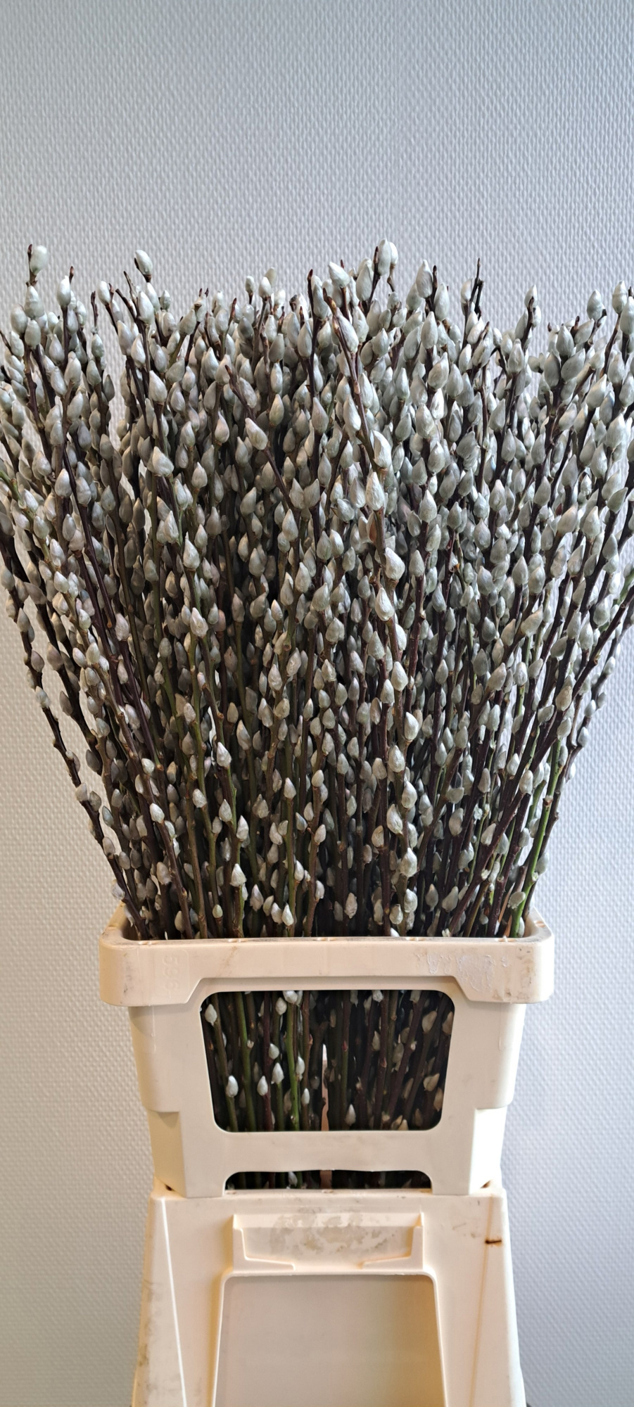 Саликс Сноу Флейк 100, шт.