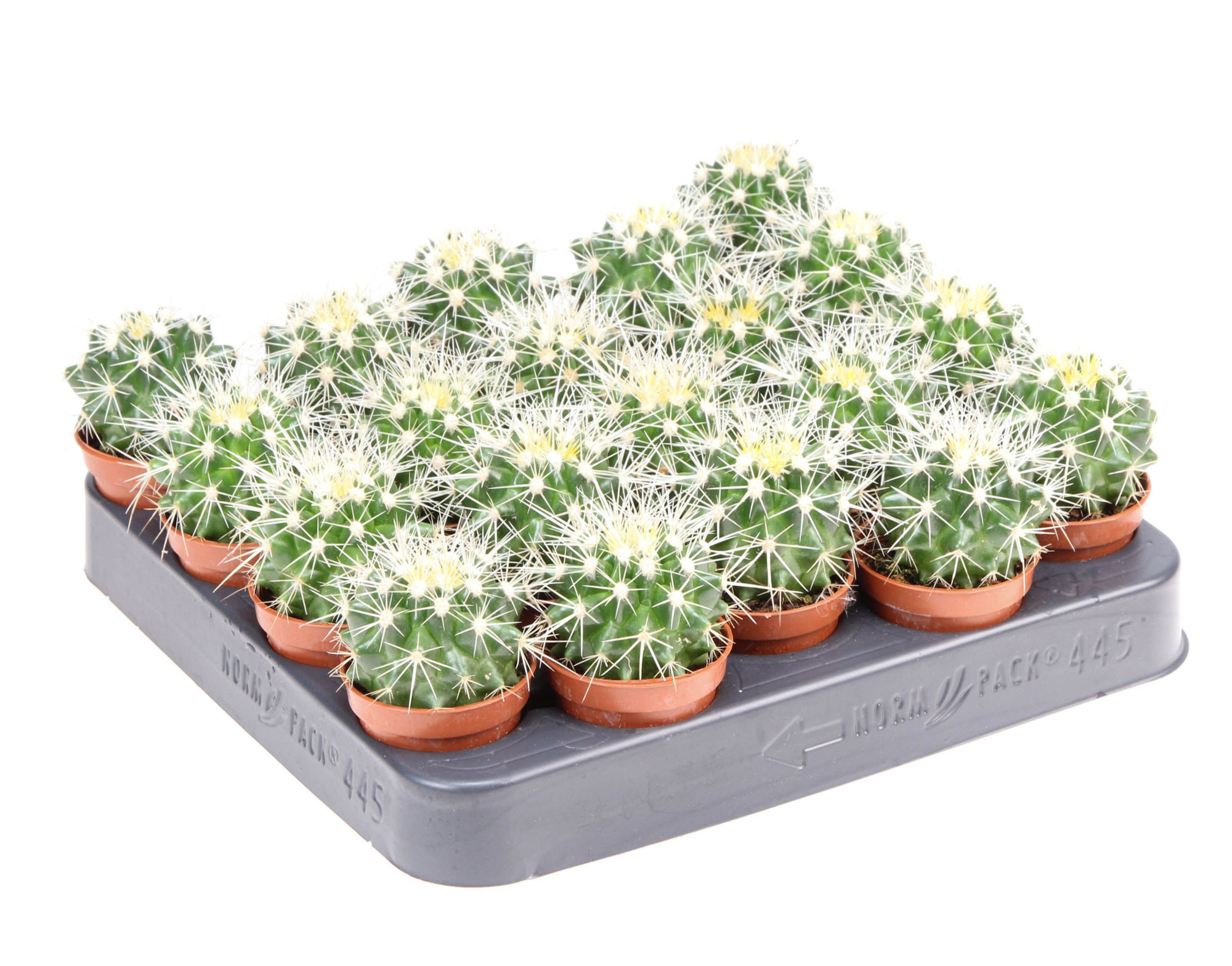 Echinocactus grusonii, D 5,5 cm