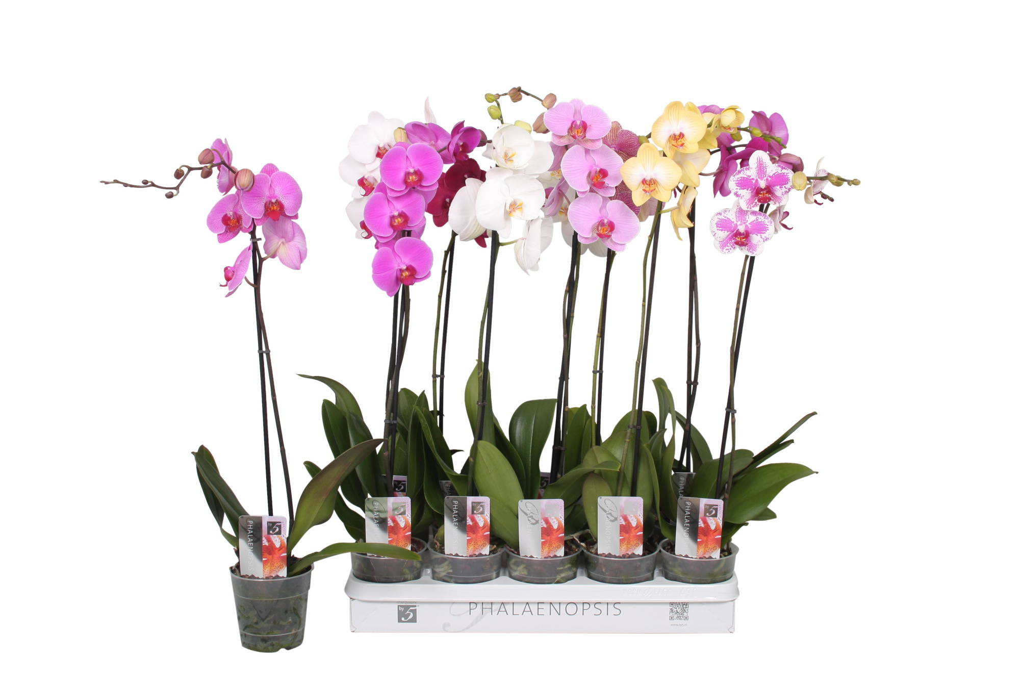 Phalaenopsis 5 color mix, 1-spike 9+/branched, D 12
