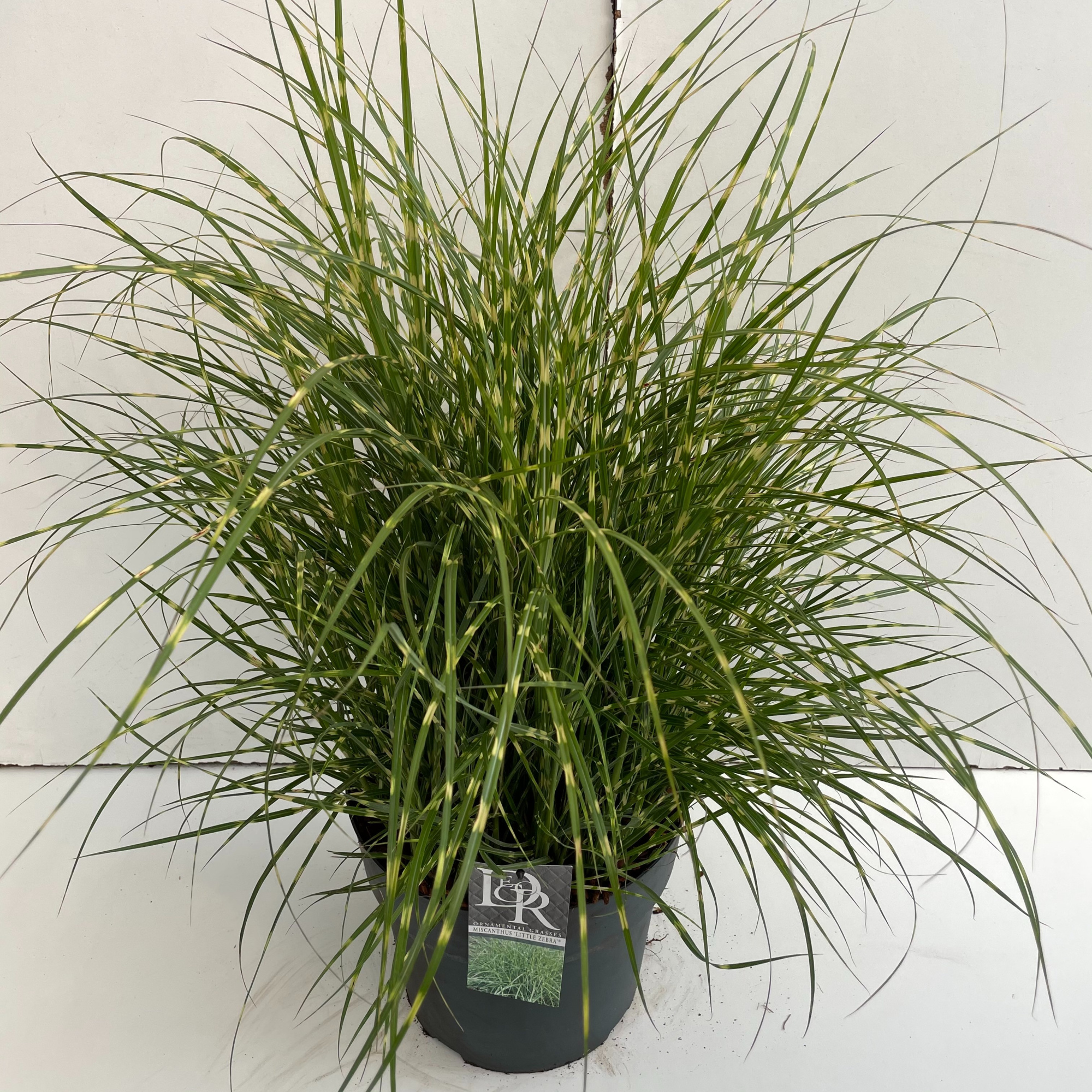 Miscanthus 'Little Zebra', D 29 cm