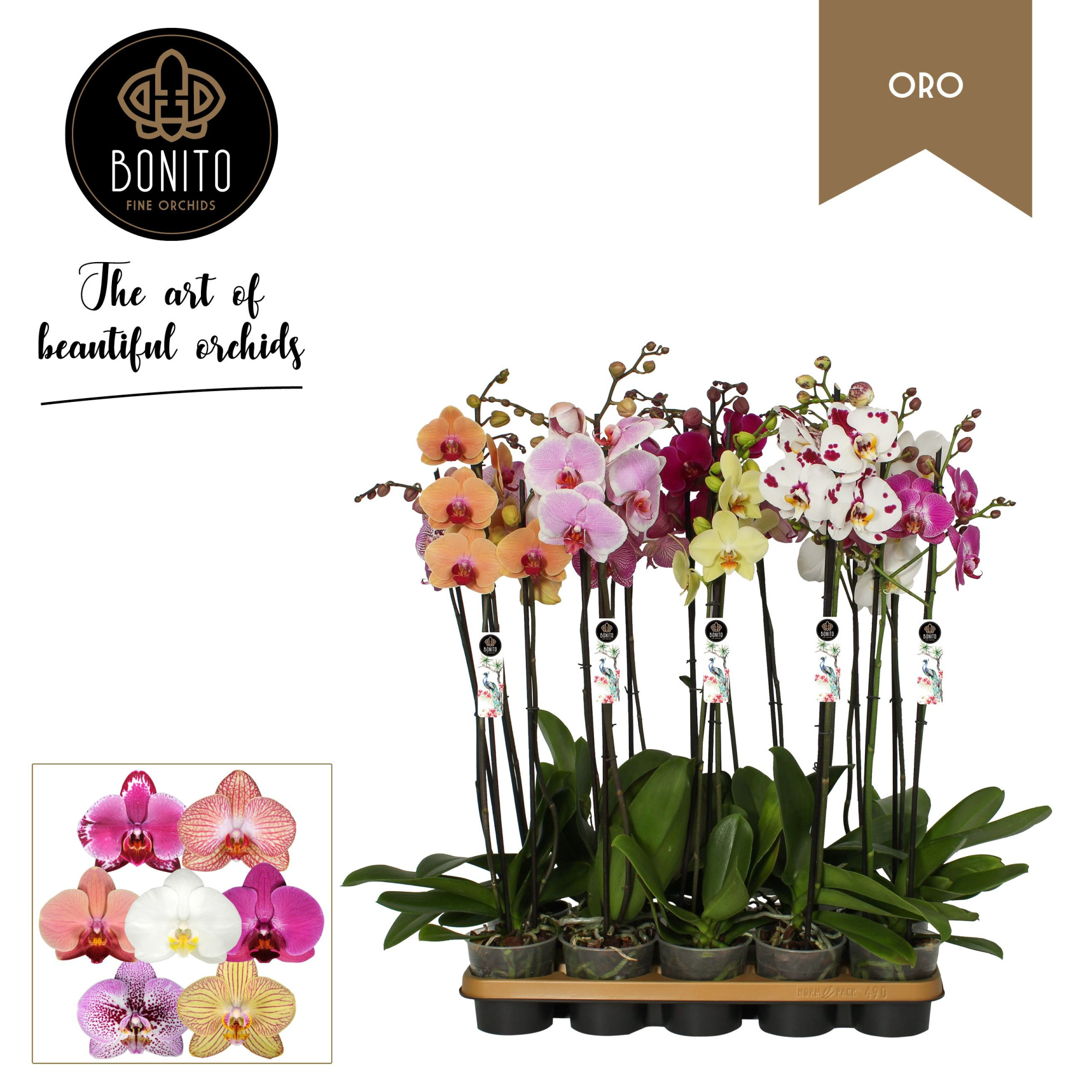 Phal. Oro mix - 2-Tak met 8 kleuren, D 12 cm