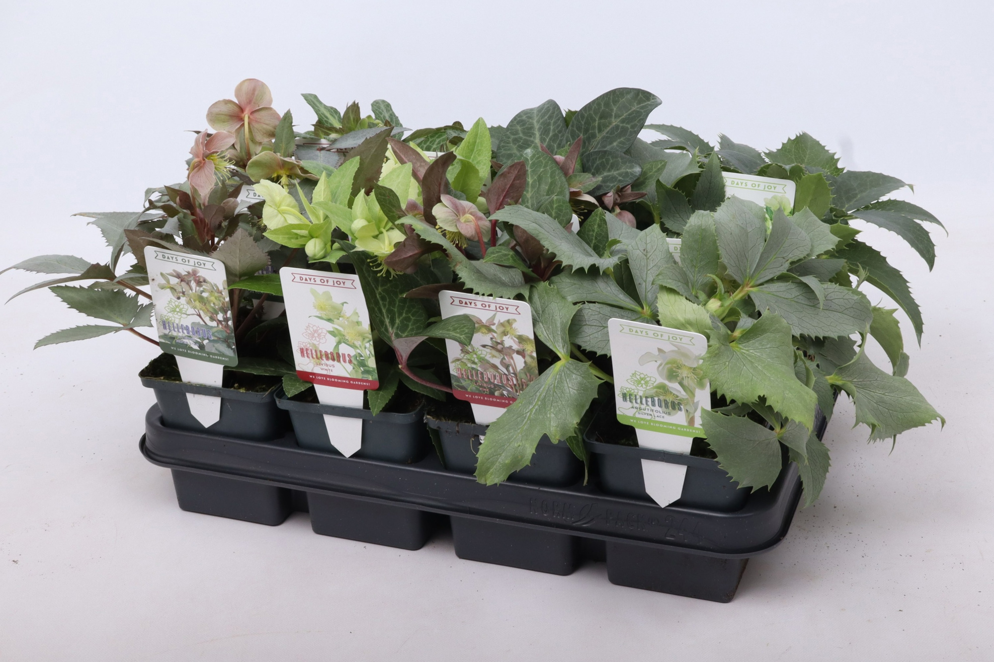 Helleborus mixlaag 9 cm, D 9