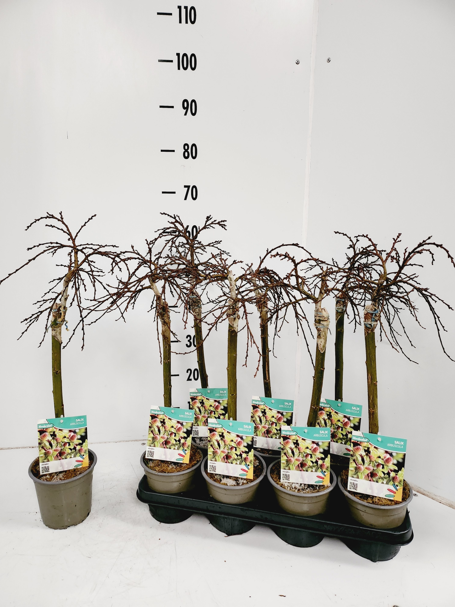 Salix Arbuscula, D 14 cm