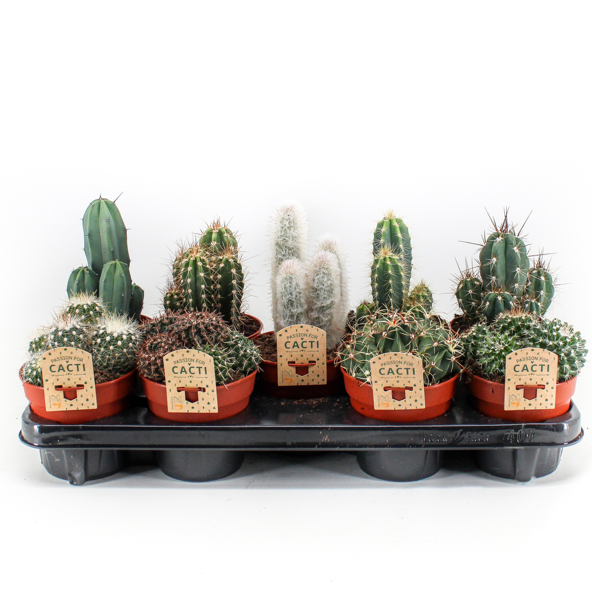 Cactus mix. 12cm 409, D 12
