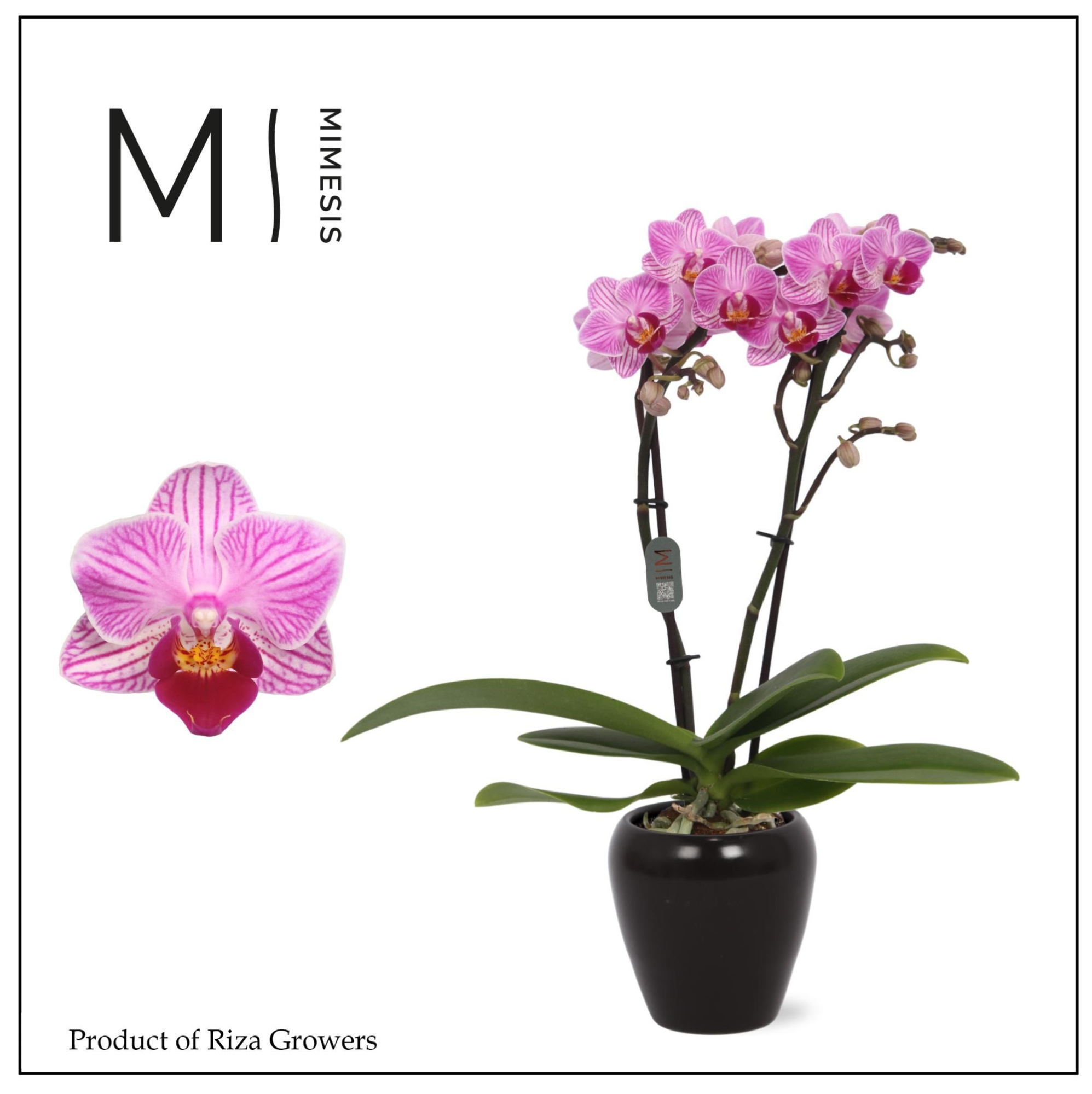 Phalaenopsis Lotte 2 spike – 7cm in Martine Black Ceramic | Mimesis, D 7 cm