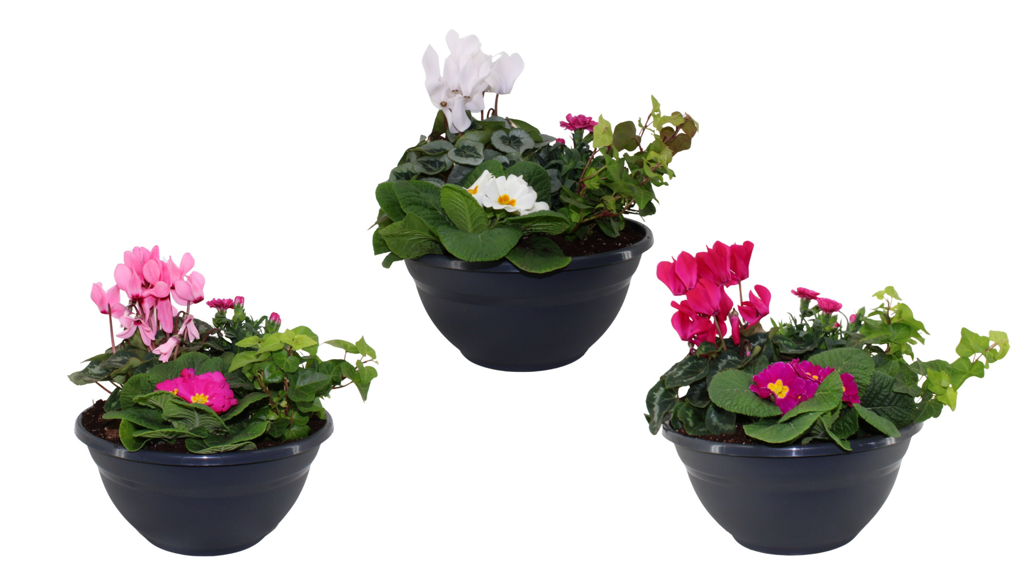 Arrangementen in 27 cm schaal, D 27