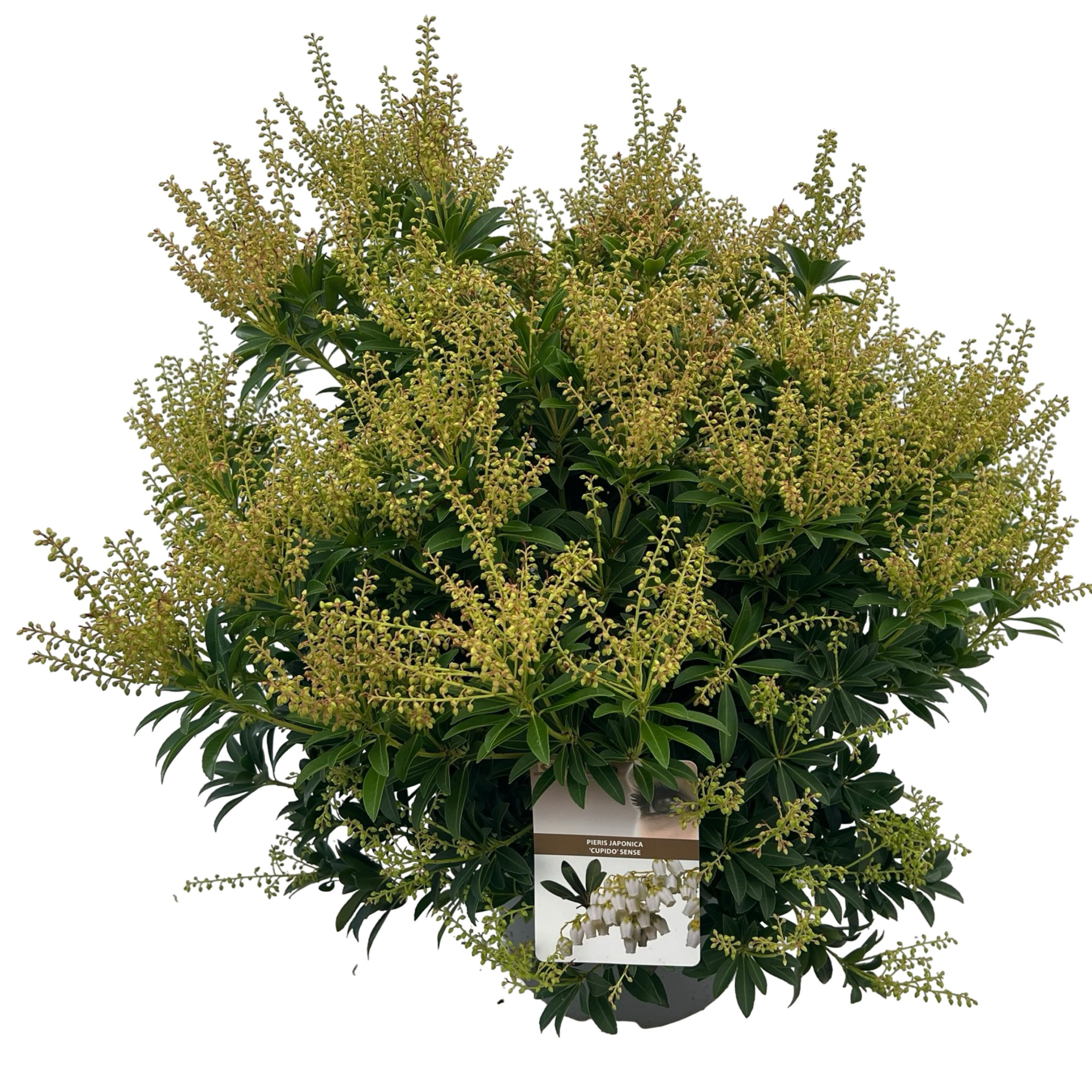 Pieris jap. 'Cupido' sense, D 27