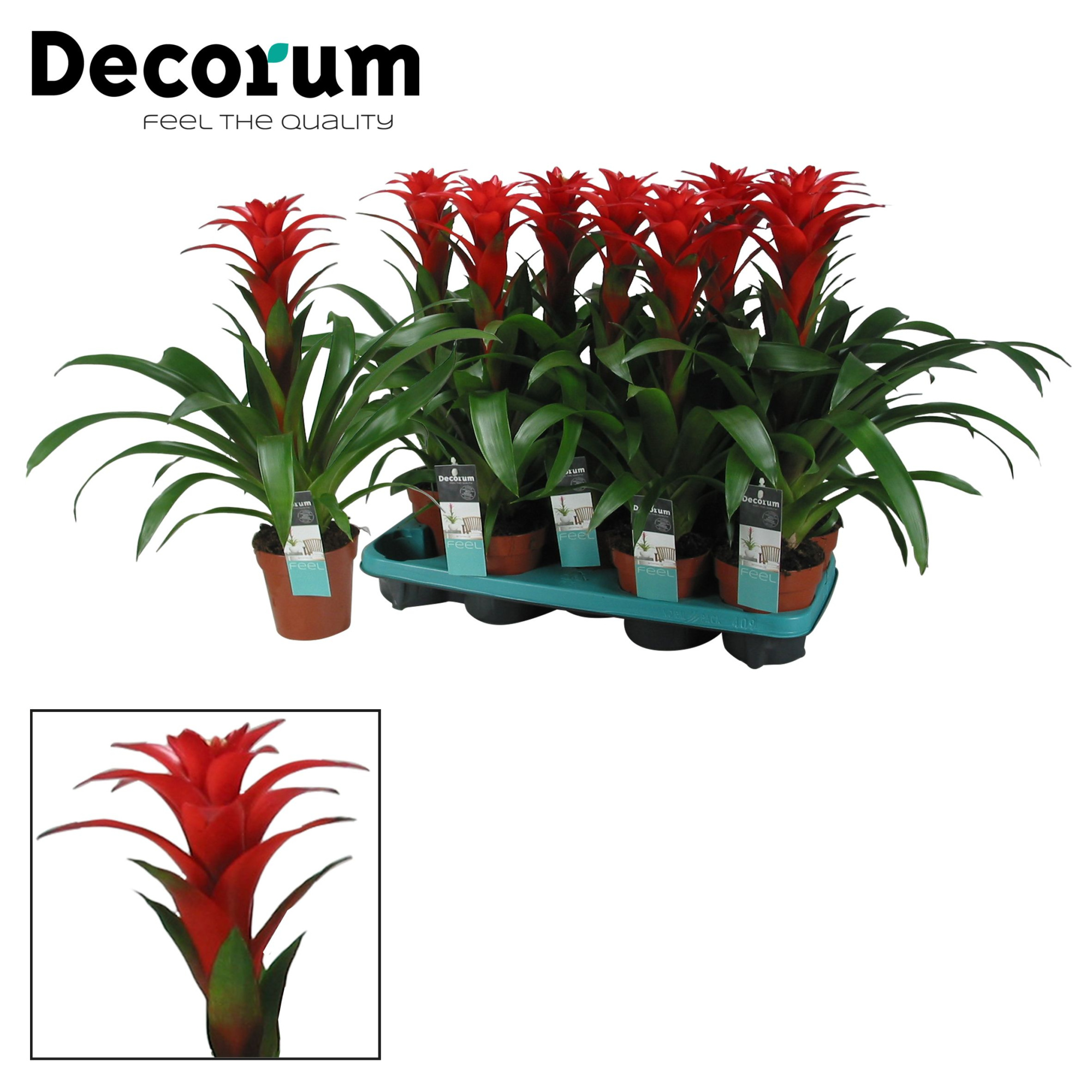 Guzmania Calypso (Decorum), D 13 cm