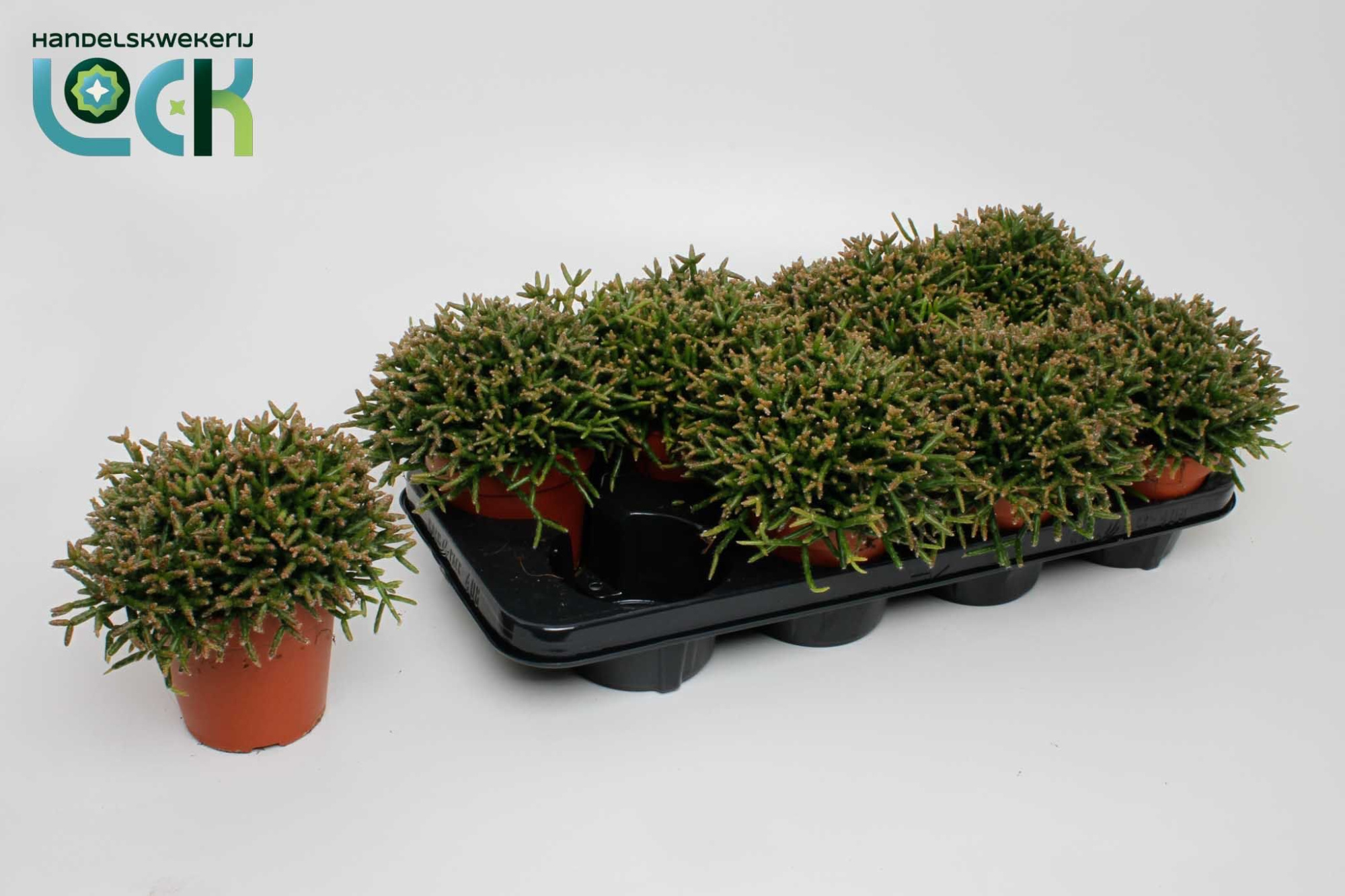 Rhipsalis Burchellii, D 12