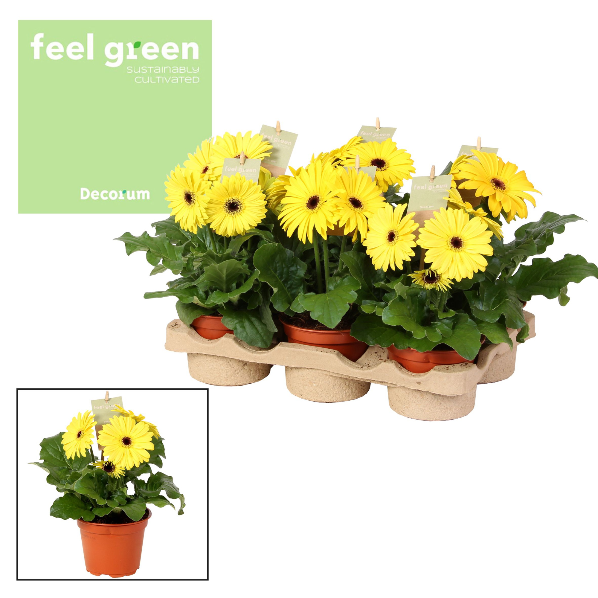 Gerbera geel tinten 2+ bl. Feel Green, nature Decorum, D 12 cm