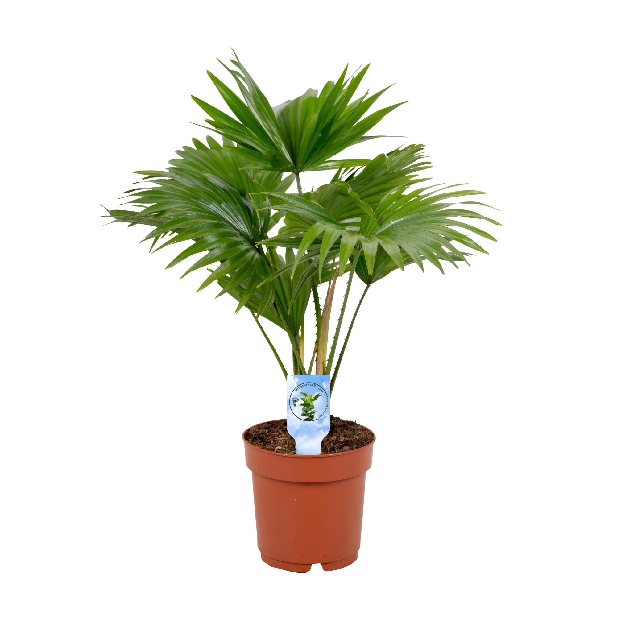 Livistona rotundifolia 14cm Lucht zuiverend, D 14