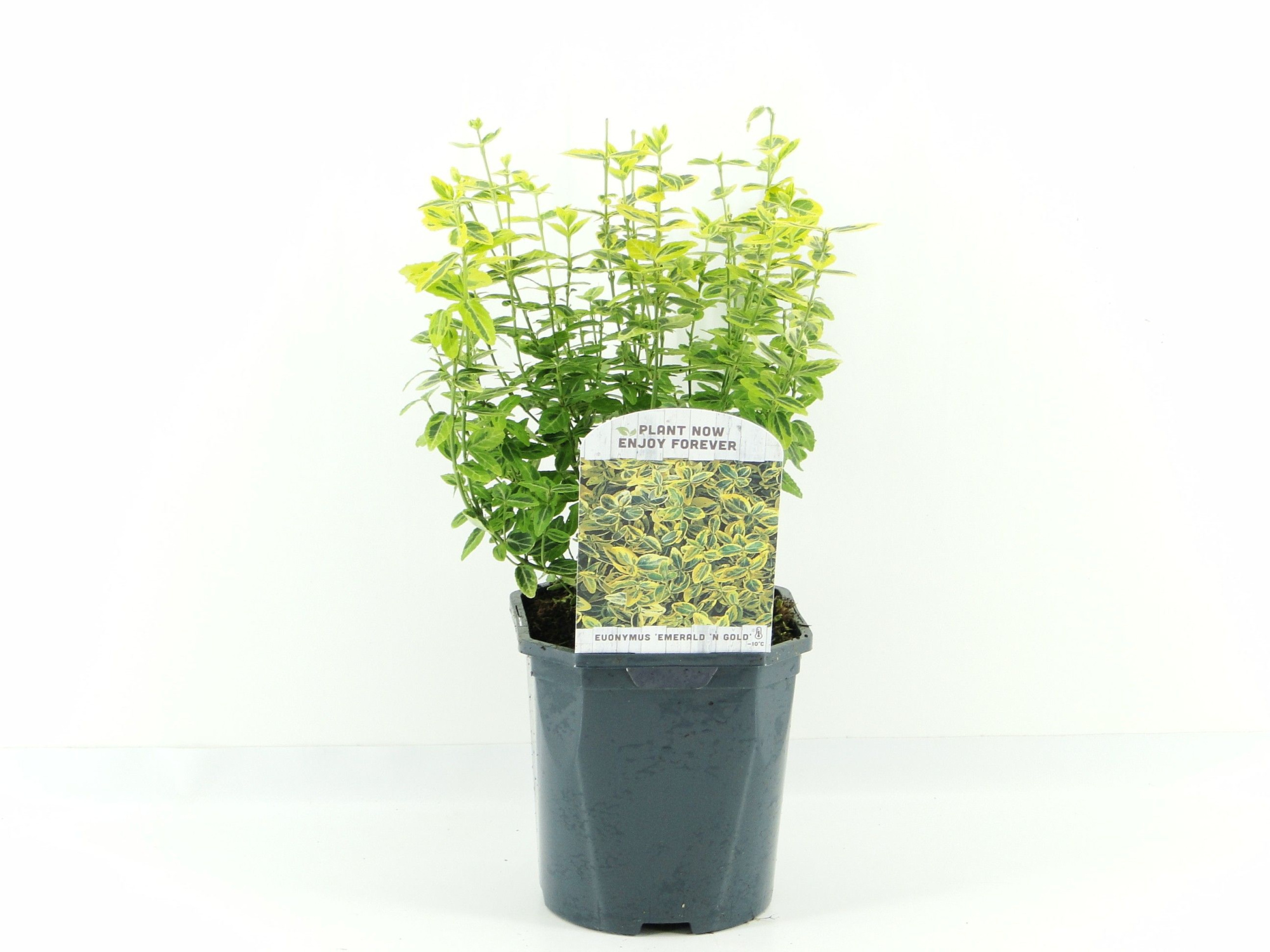 Euonymus fort. Emerald Gold, D 17