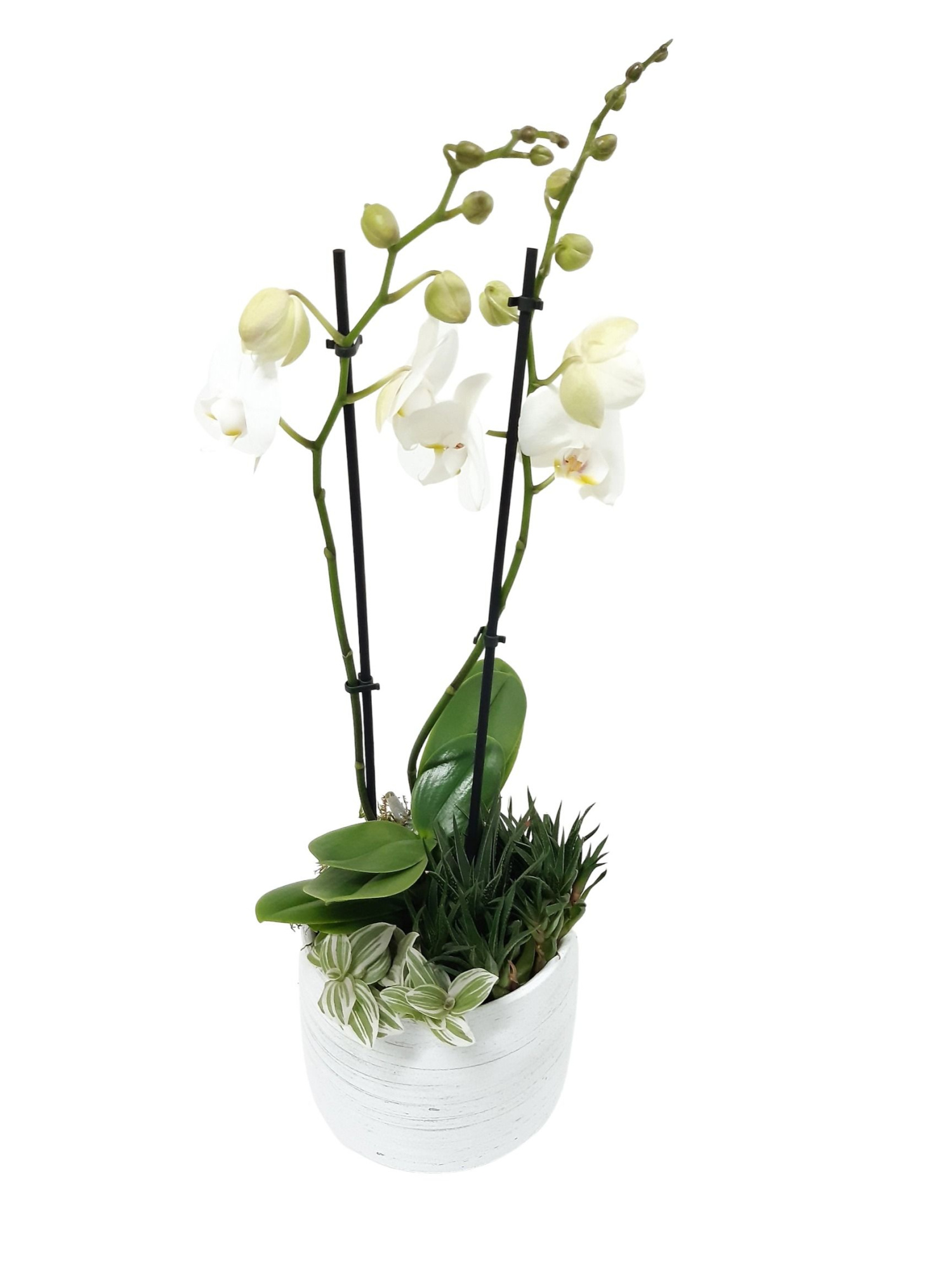 WPR18PHW Vintage pot 18cm Phalaenopsis Succulentmix, D 17 cm