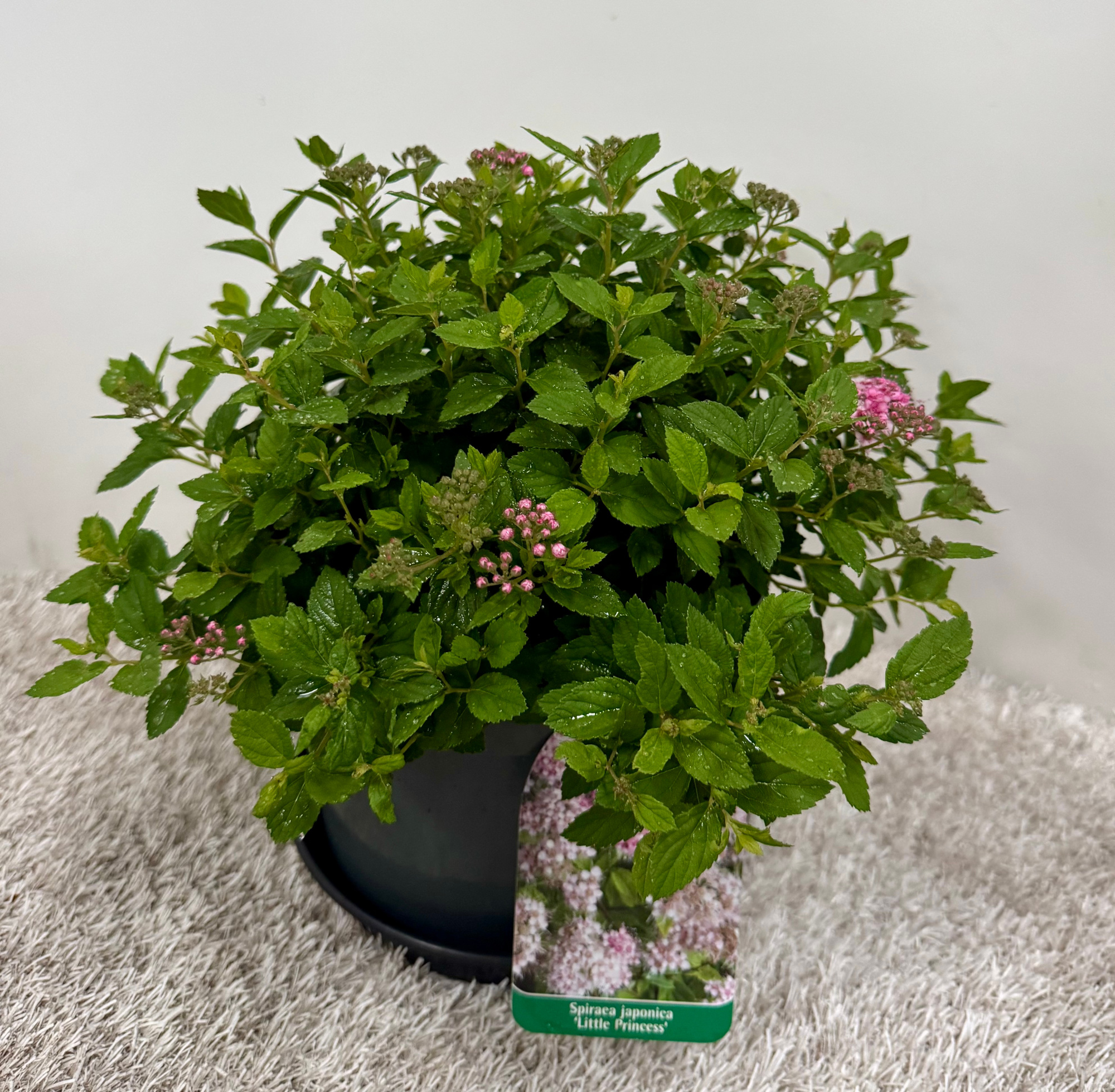 Spiraea japonica Little Princess, D 19 cm
