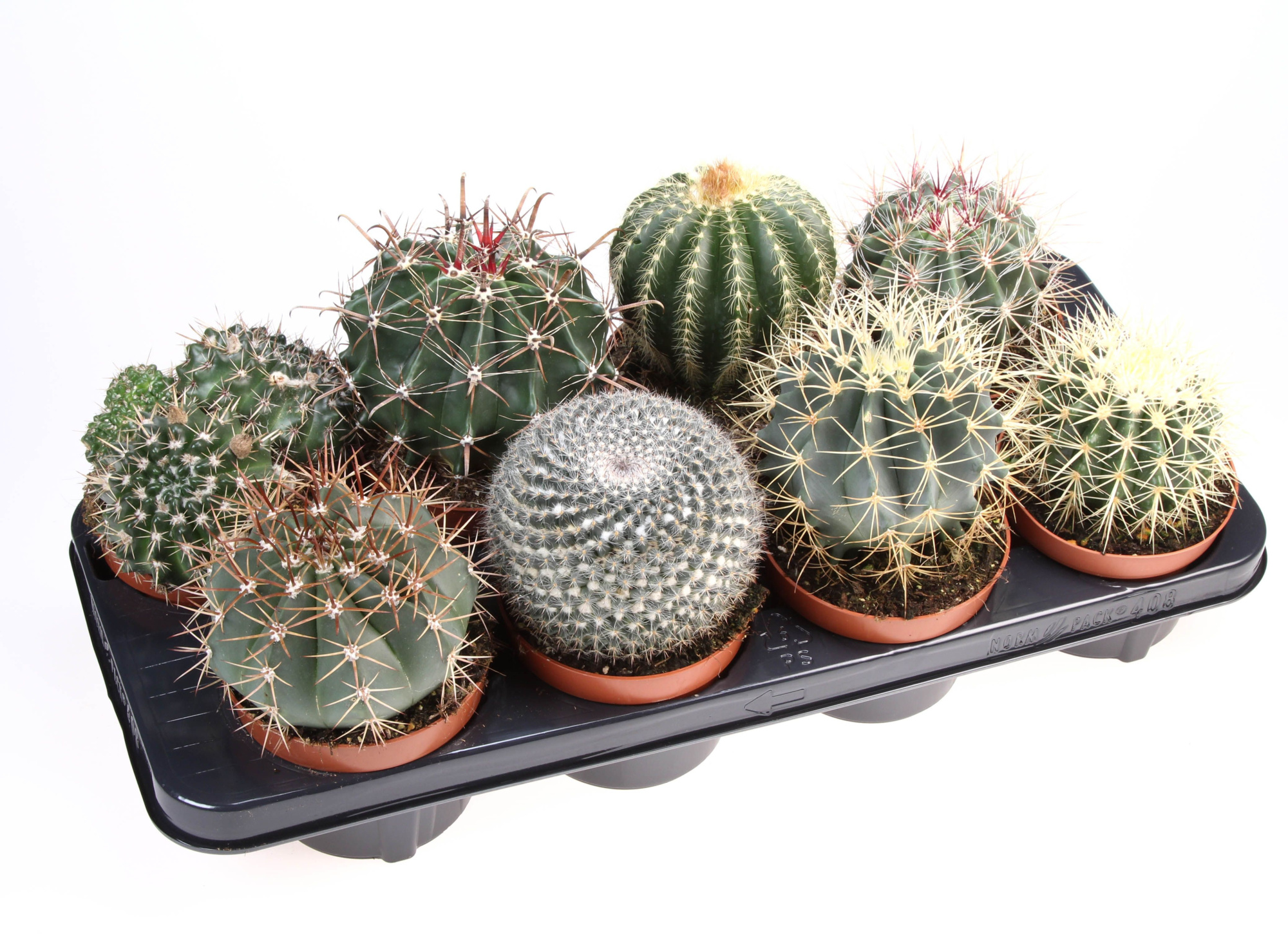 Cactus bol mix, D 12 cm