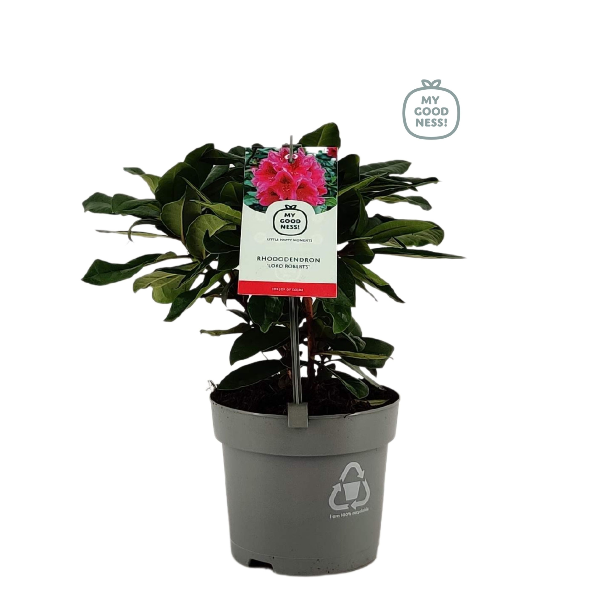 Rhododendron 15-20 /1.5 liter 'Lord Roberts', D 15 cm