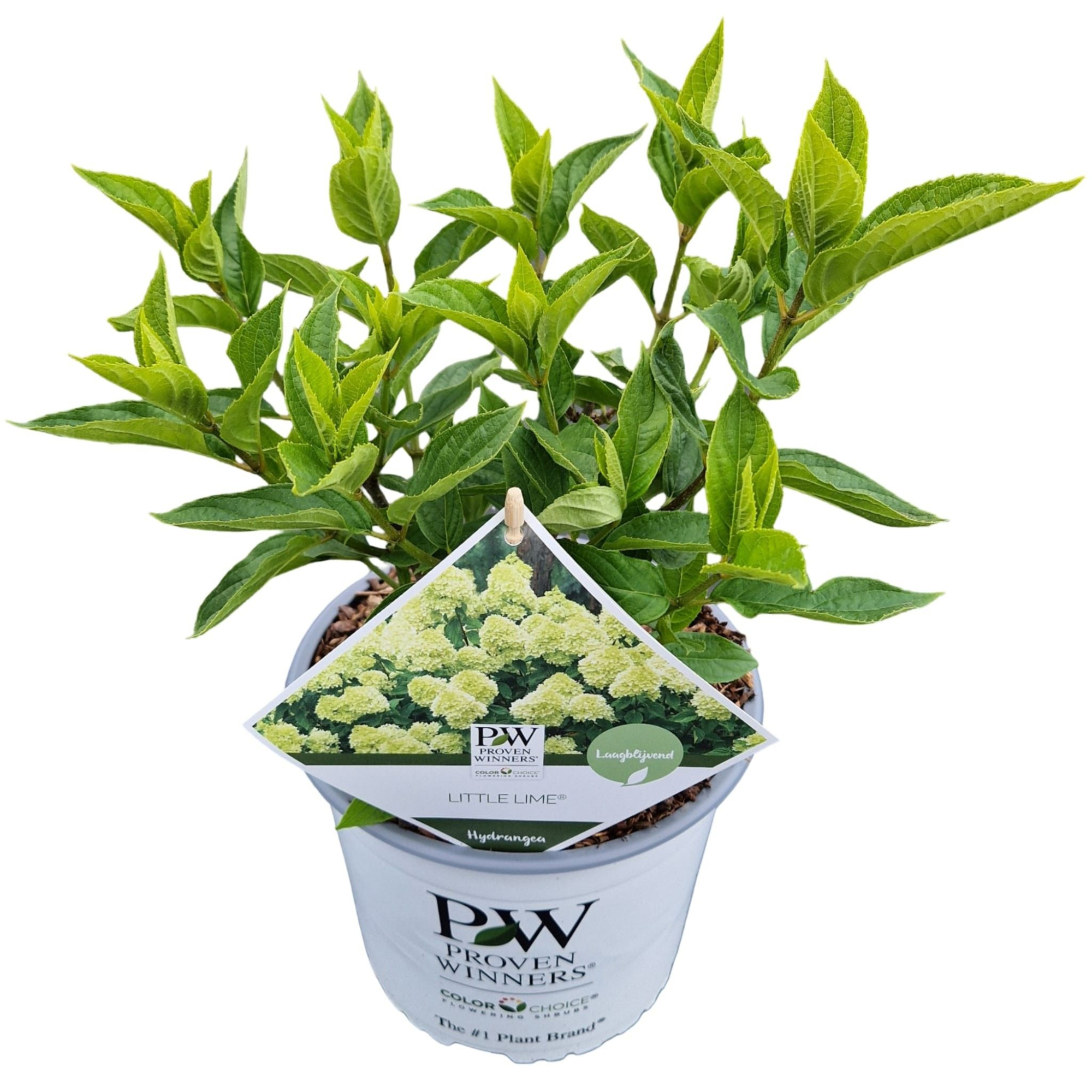 Hydrangea pan. 'Little Lime' ®, D 19