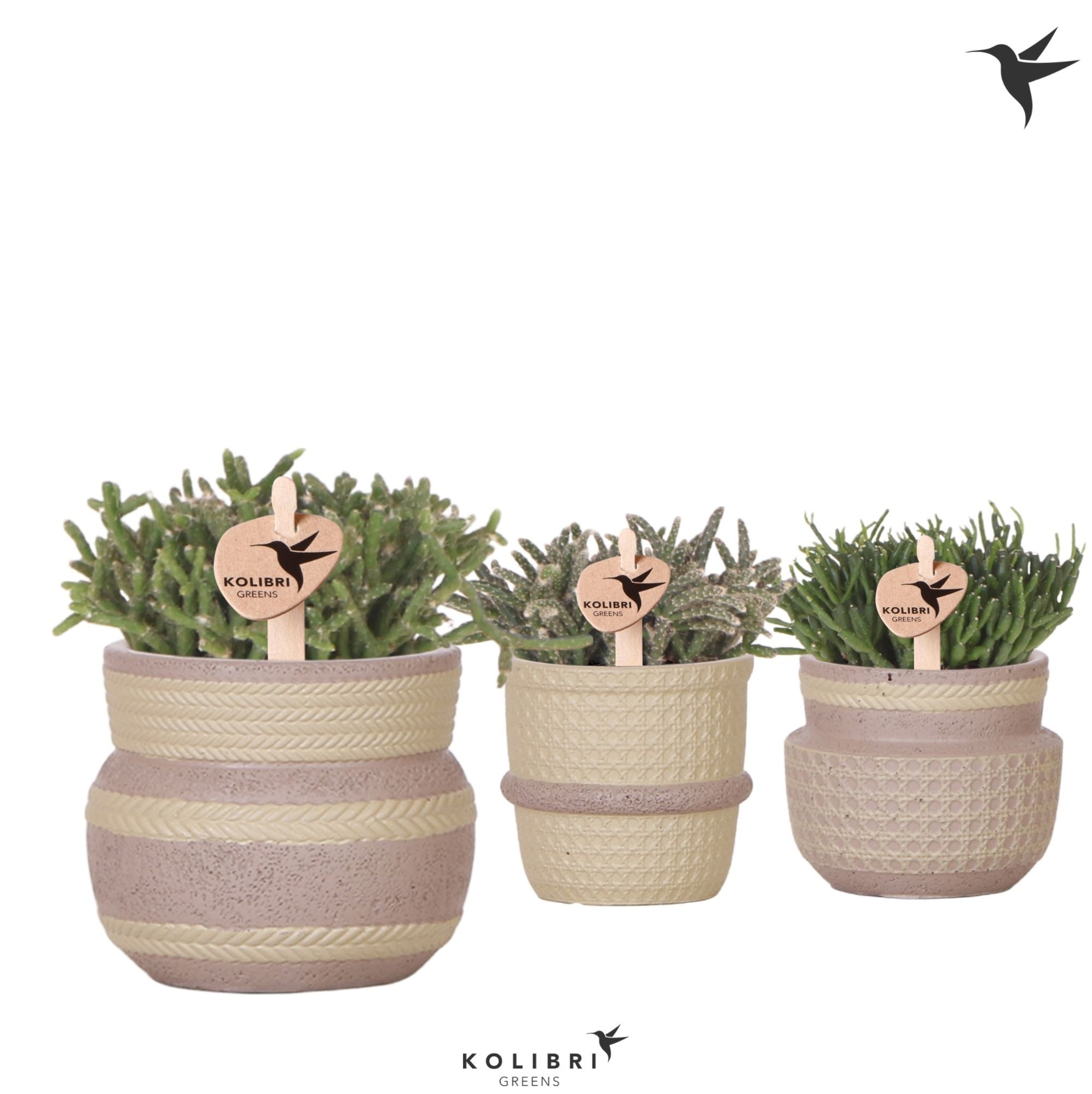 Kolibri Greens Rhipsalis mix in Ethnic pot khaki mix, D 6 cm