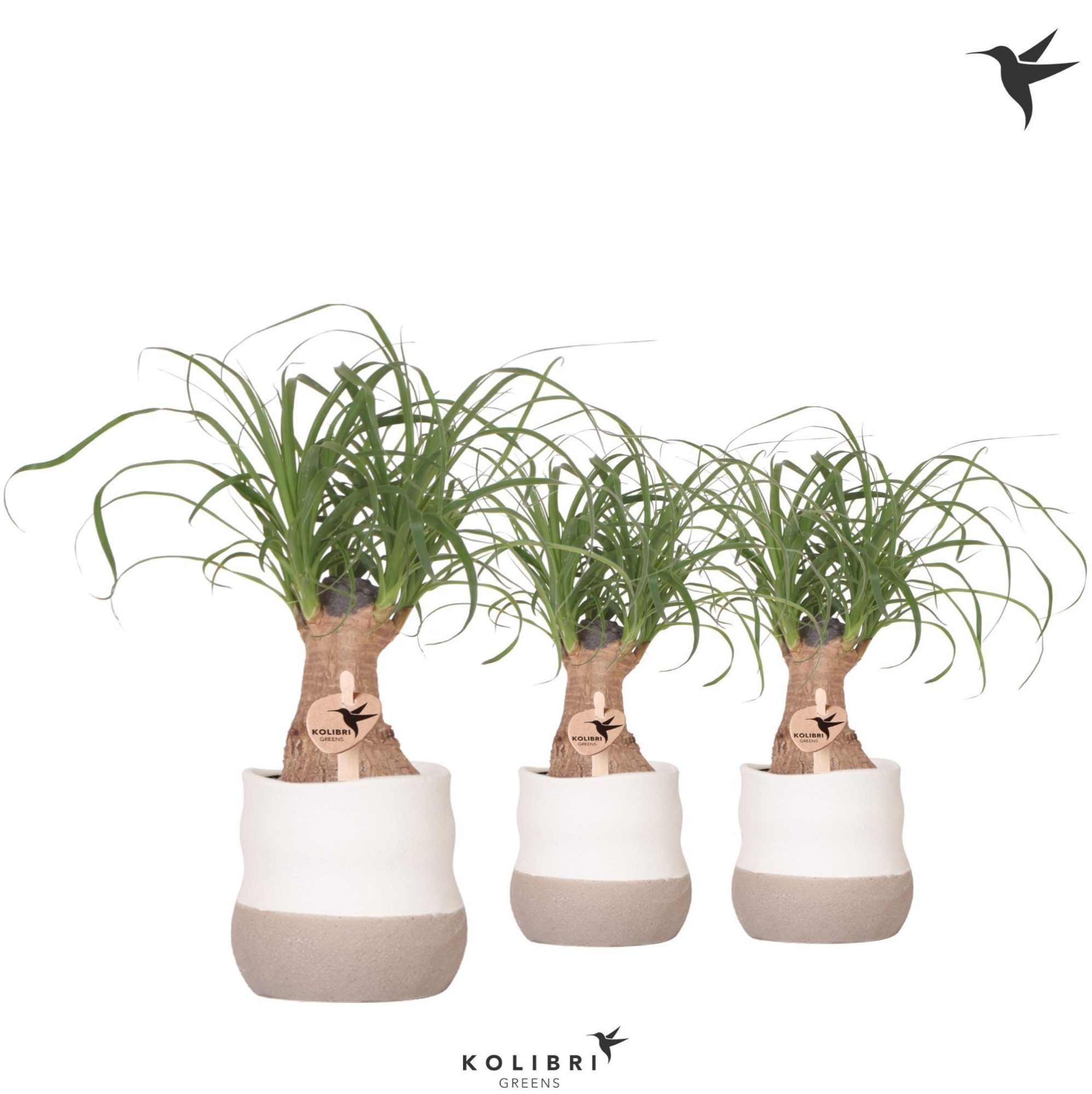 Kolibri Greens Beaucarnea in Imperfect Bag pot, D 9