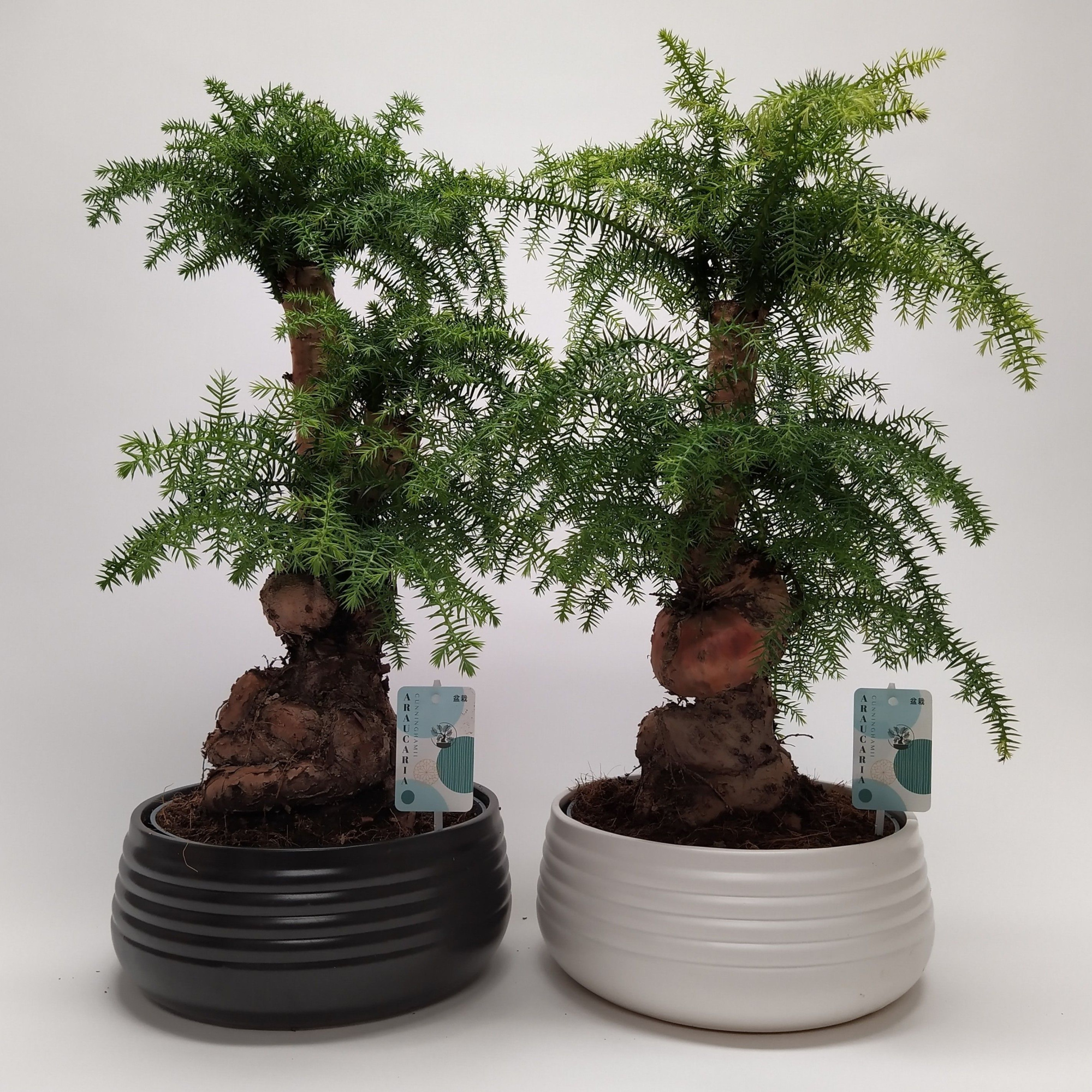 Araucaria Cunninghamii Bonsai 'Spiral' 26 cm, D 25 cm