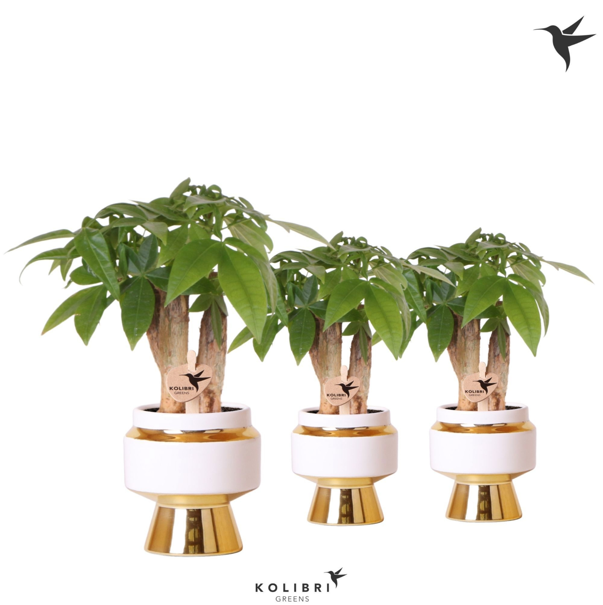 Kolibri Greens Pachira in Le Chic pot gold, D 6