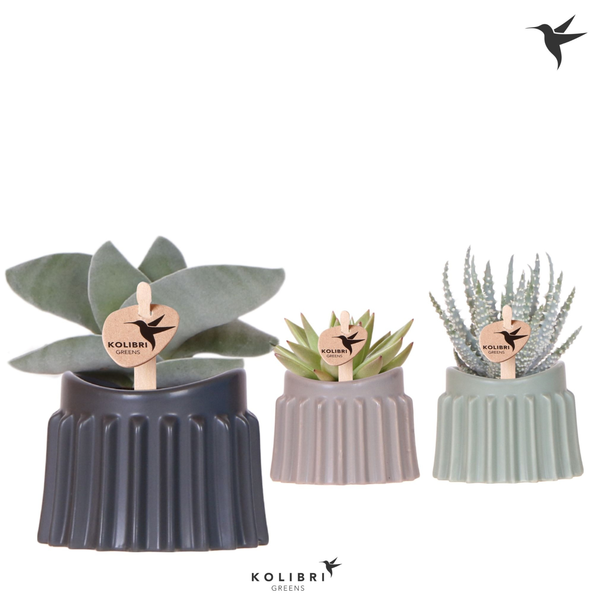 Kolibri Greens Succulenten mix in Raw pot mix, D 6 cm