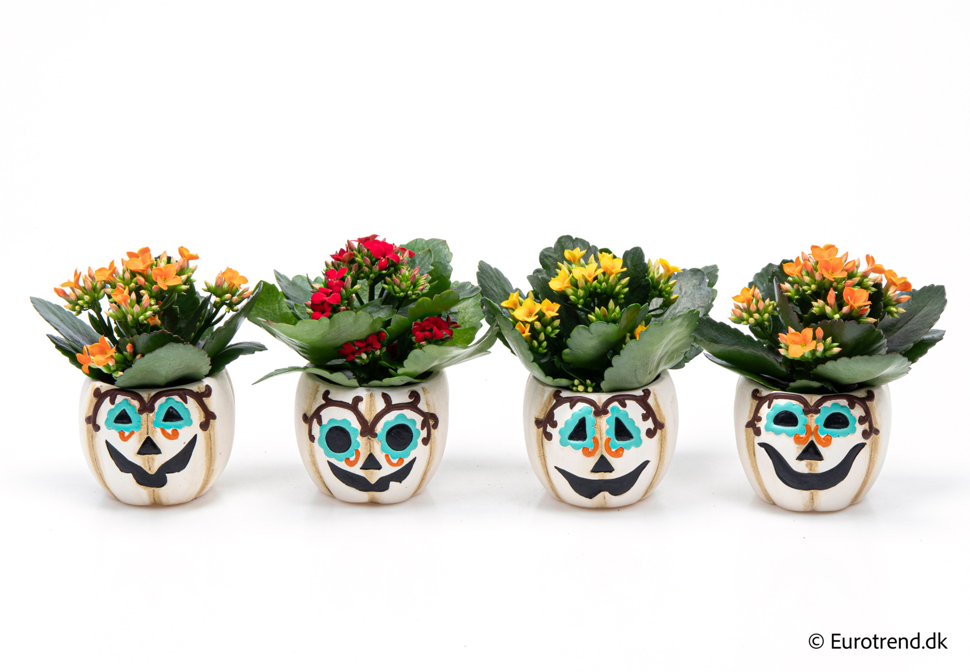 Kalanchoe in Halloween ceramic 2025, D 6 cm